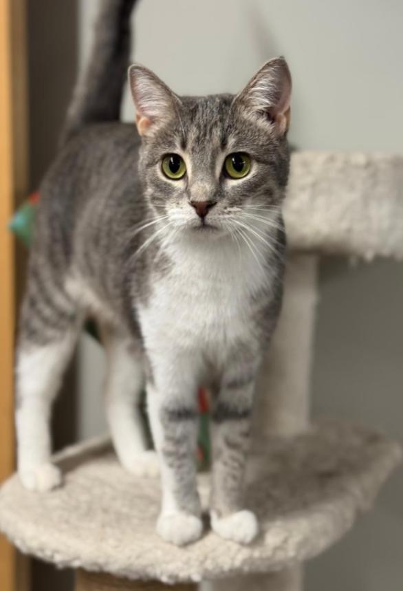 BARBIE, a Adoptable mixed breed in Carroll, OH image 3/4