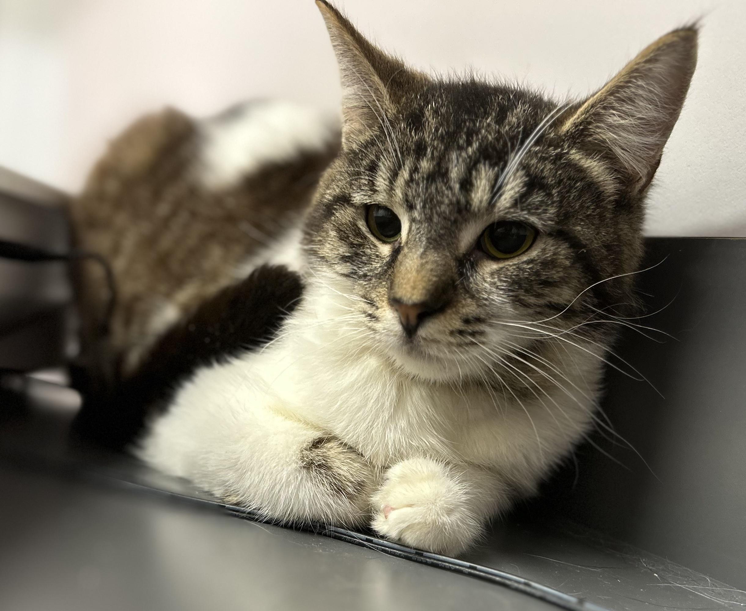Enlarge Pecan Pie, a ADOPTABLE Tabby in Mount Royal, NJ image 2/3