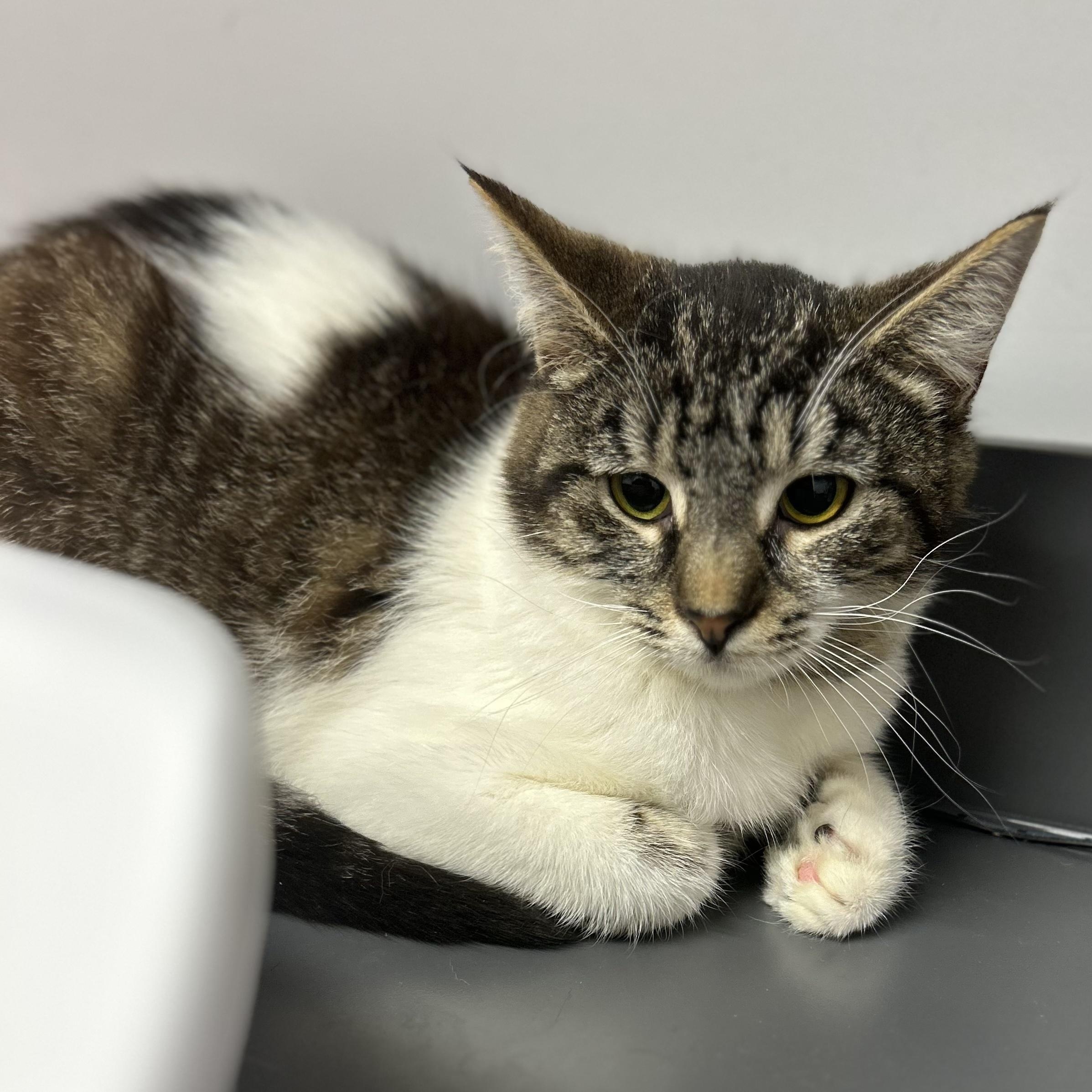 Pecan Pie, ADOPTABLE, Kitten Female Tabby.