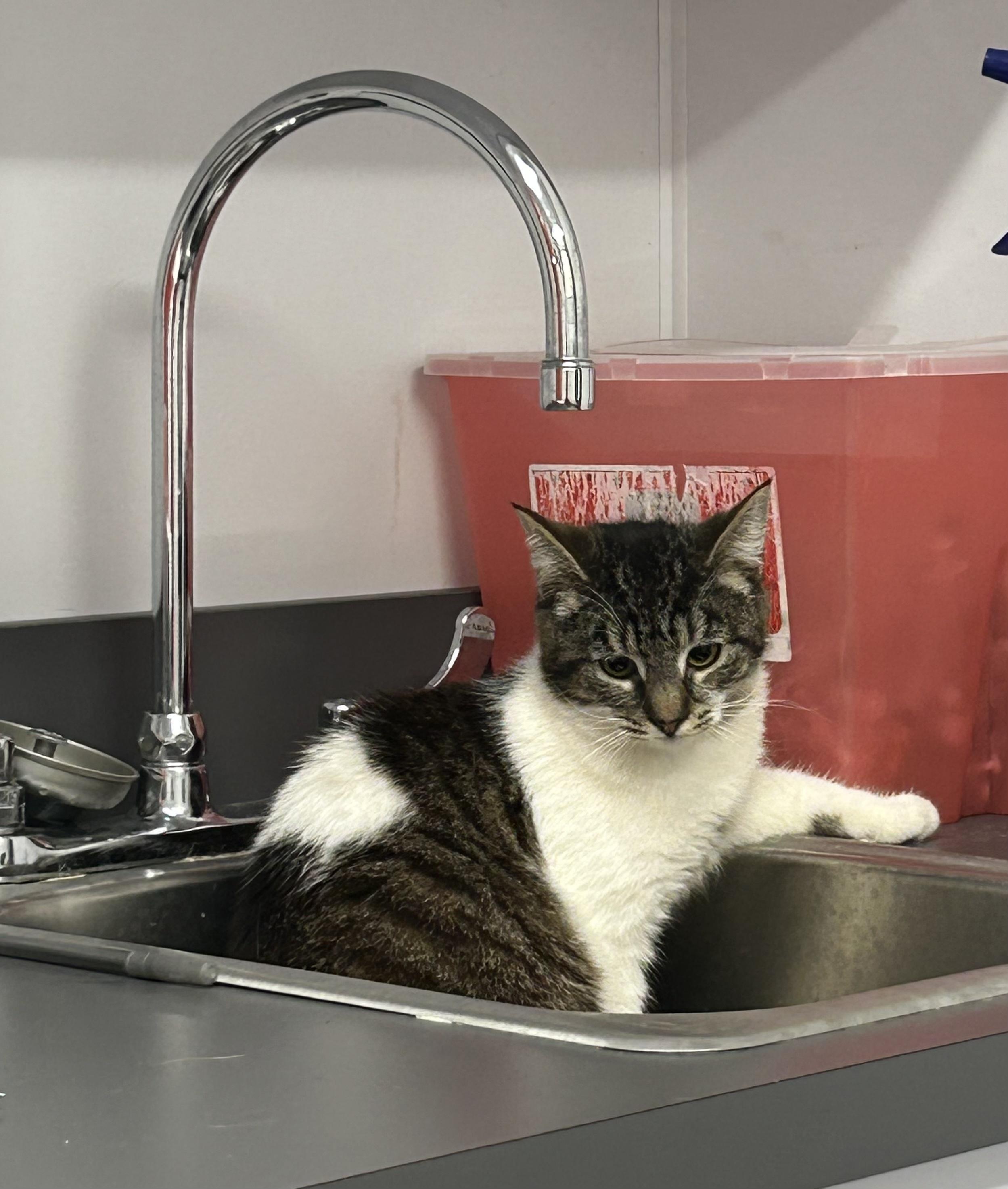 Enlarge Pecan Pie, a ADOPTABLE Tabby in Mount Royal, NJ image 3/3