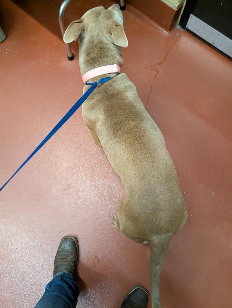 Enlarge Dutchess, a Adoptable mixed breed in Douglasville, GA image 1/4