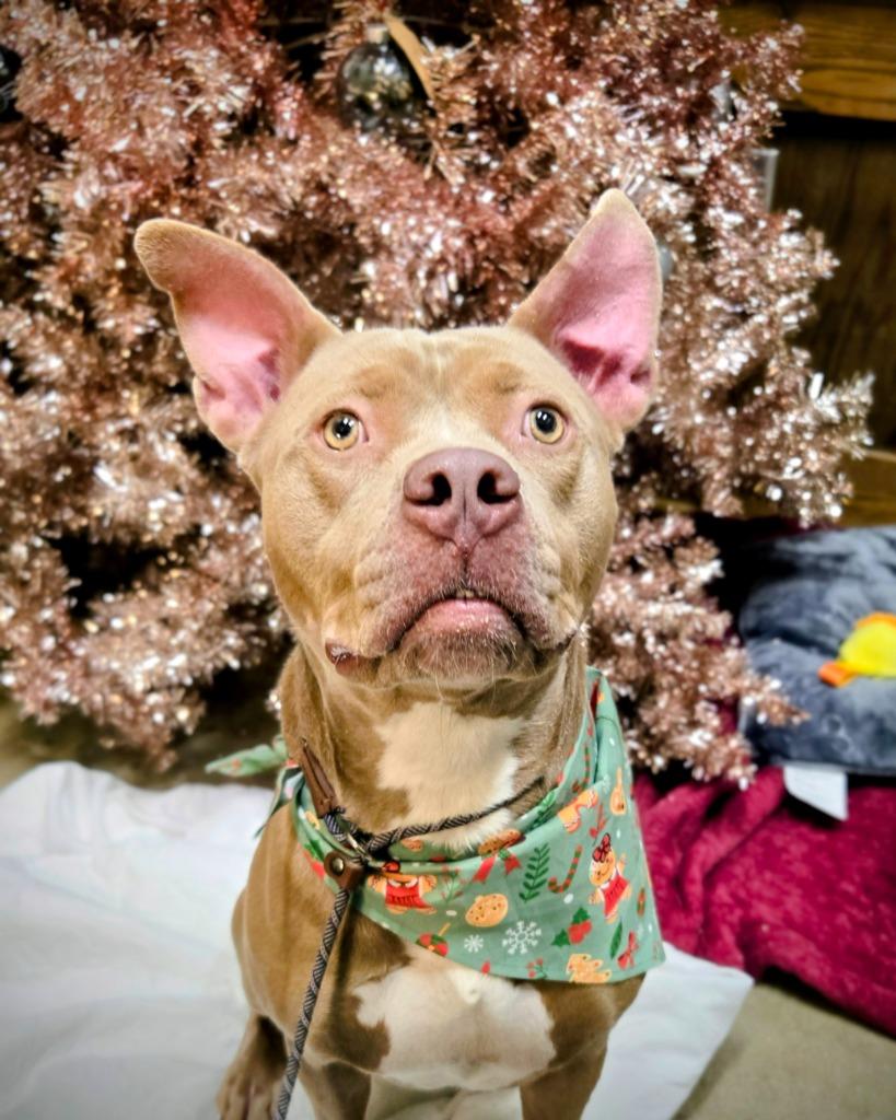 Enlarge Dutchess, a Adoptable mixed breed in Douglasville, GA image 3/6