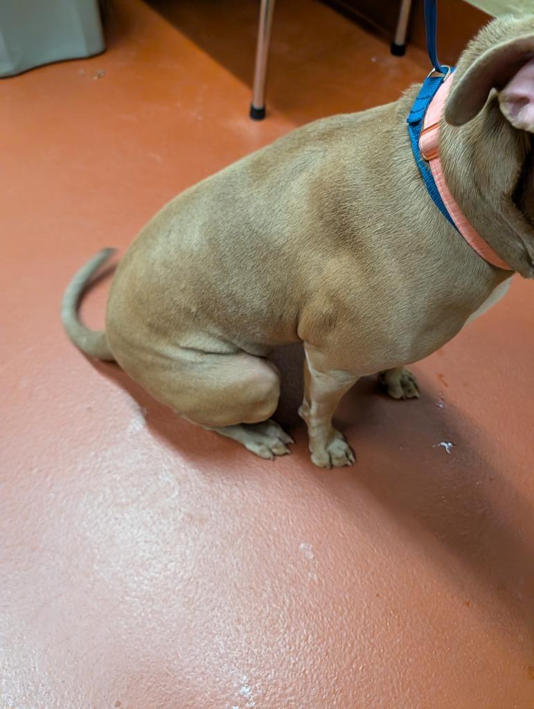 Enlarge Dutchess, a Adoptable mixed breed in Douglasville, GA image 3/4