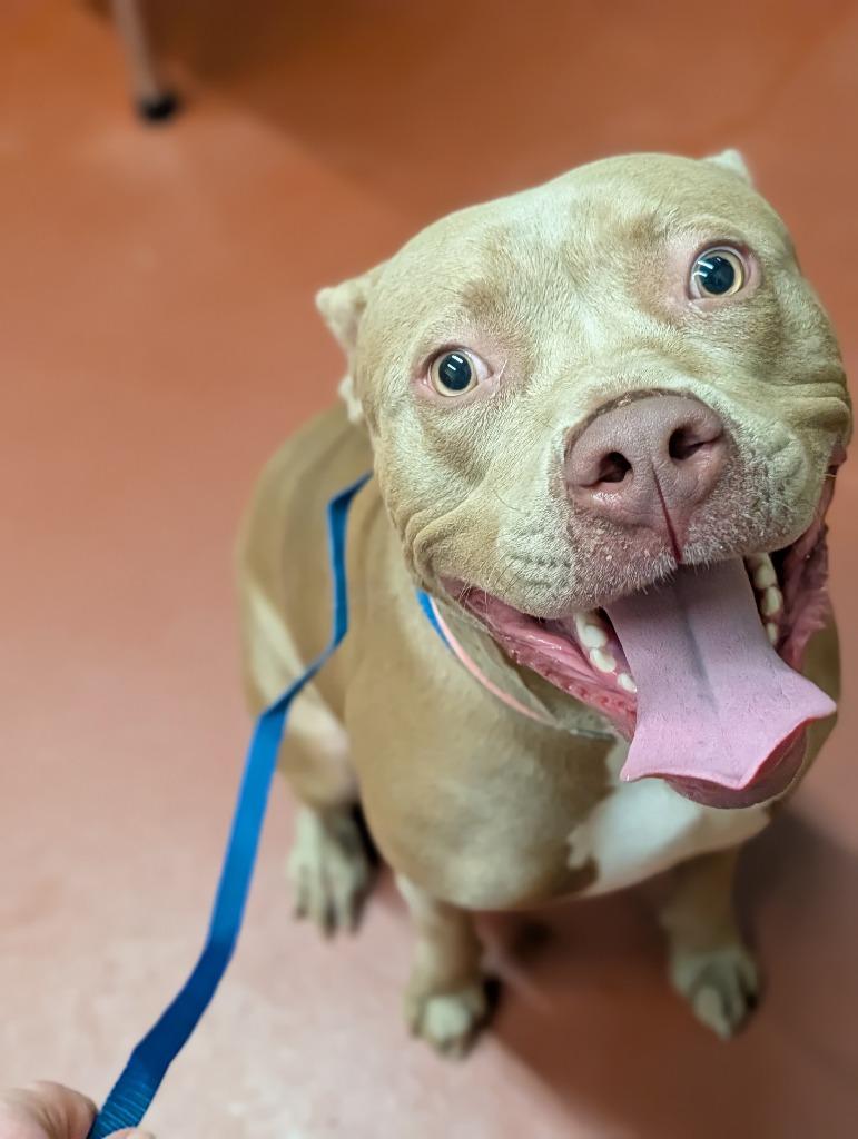 Enlarge Dutchess, a Adoptable mixed breed in Douglasville, GA image 4/6