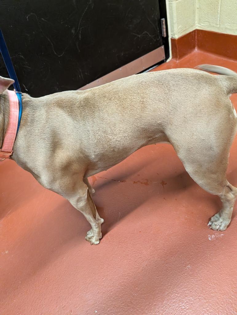 Enlarge Dutchess, a Adoptable mixed breed in Douglasville, GA image 5/6