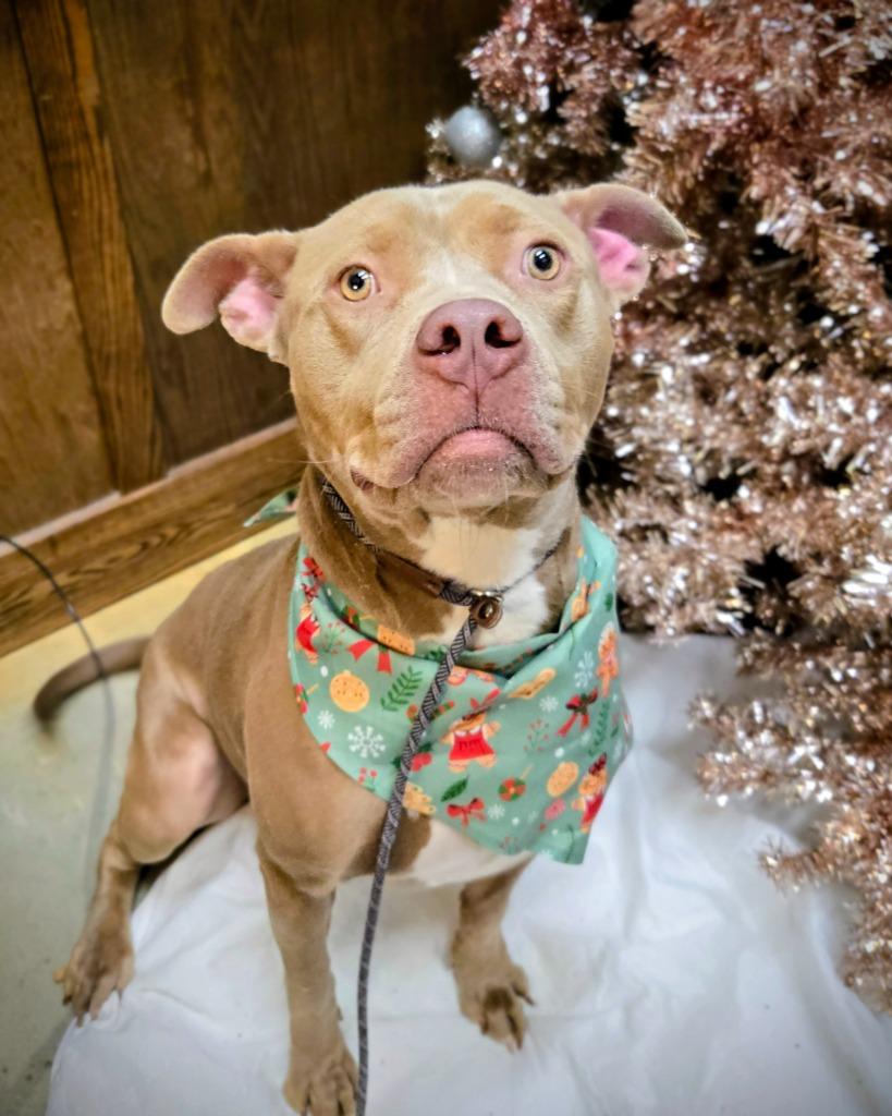 Enlarge Dutchess, a Adoptable mixed breed in Douglasville, GA image 6/6