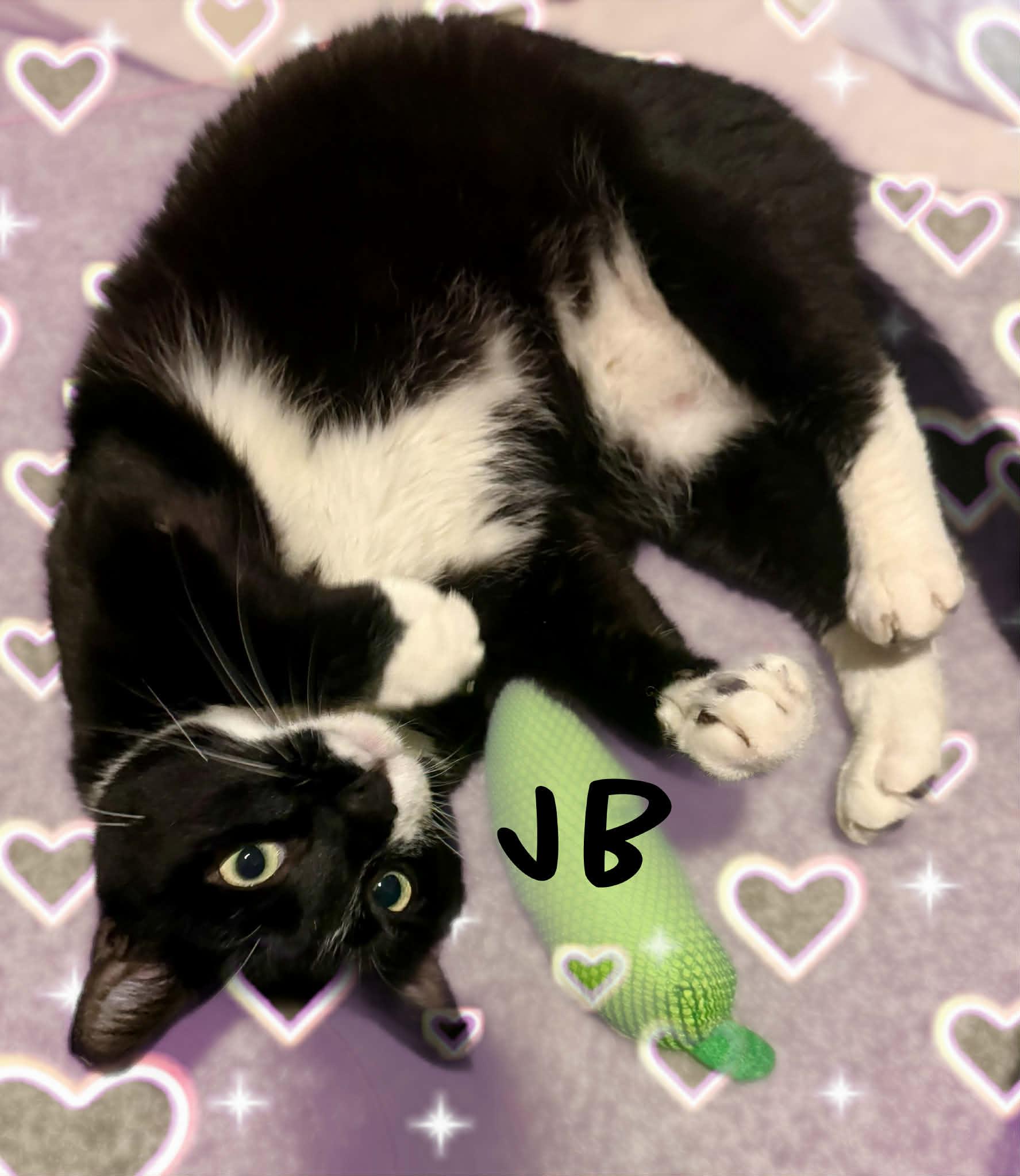 Enlarge Jb, a ADOPTABLE Tuxedo in Charlotte, NC image 1/3