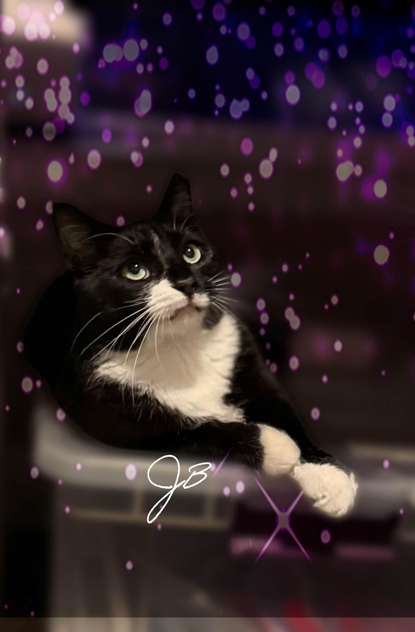 Enlarge Jb, a ADOPTABLE Tuxedo in Charlotte, NC image 3/3