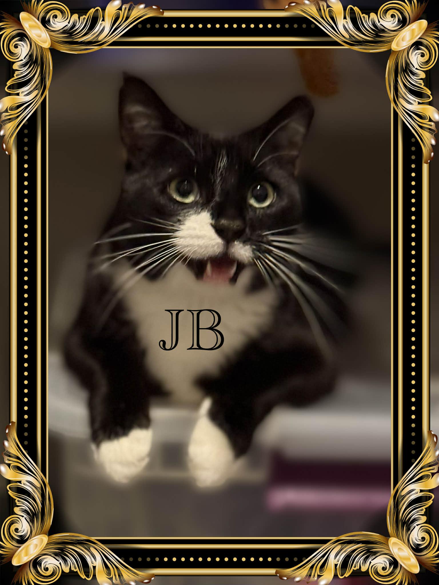 Enlarge Jb, a ADOPTABLE Tuxedo in Charlotte, NC image 2/3