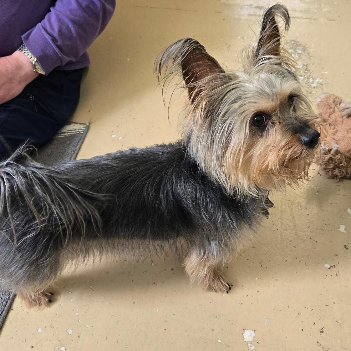 Enlarge Rome, a Adopted Silky Terrier in Richmond, VA image 1/2