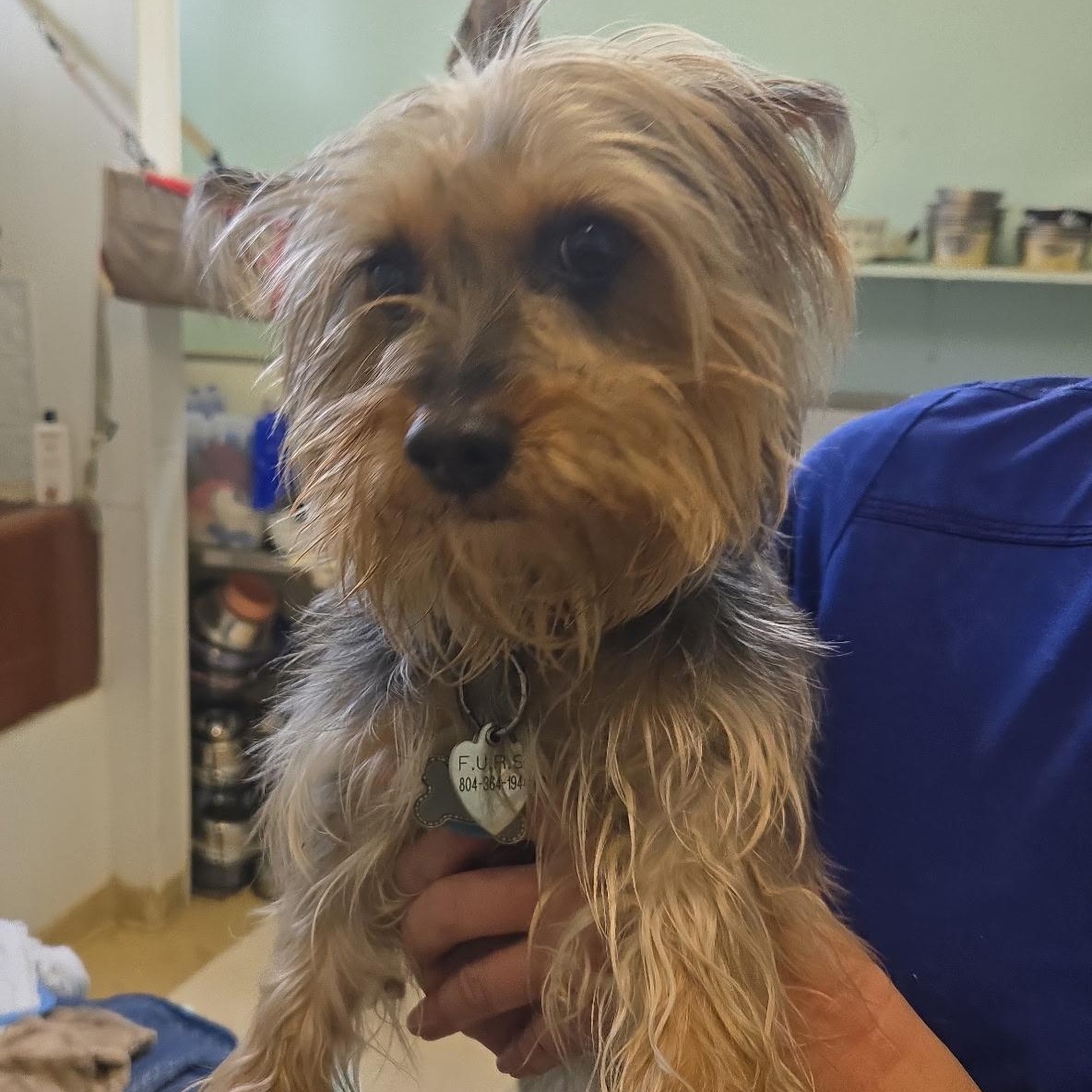 Enlarge Rome, a Adopted Silky Terrier in Richmond, VA image 2/2