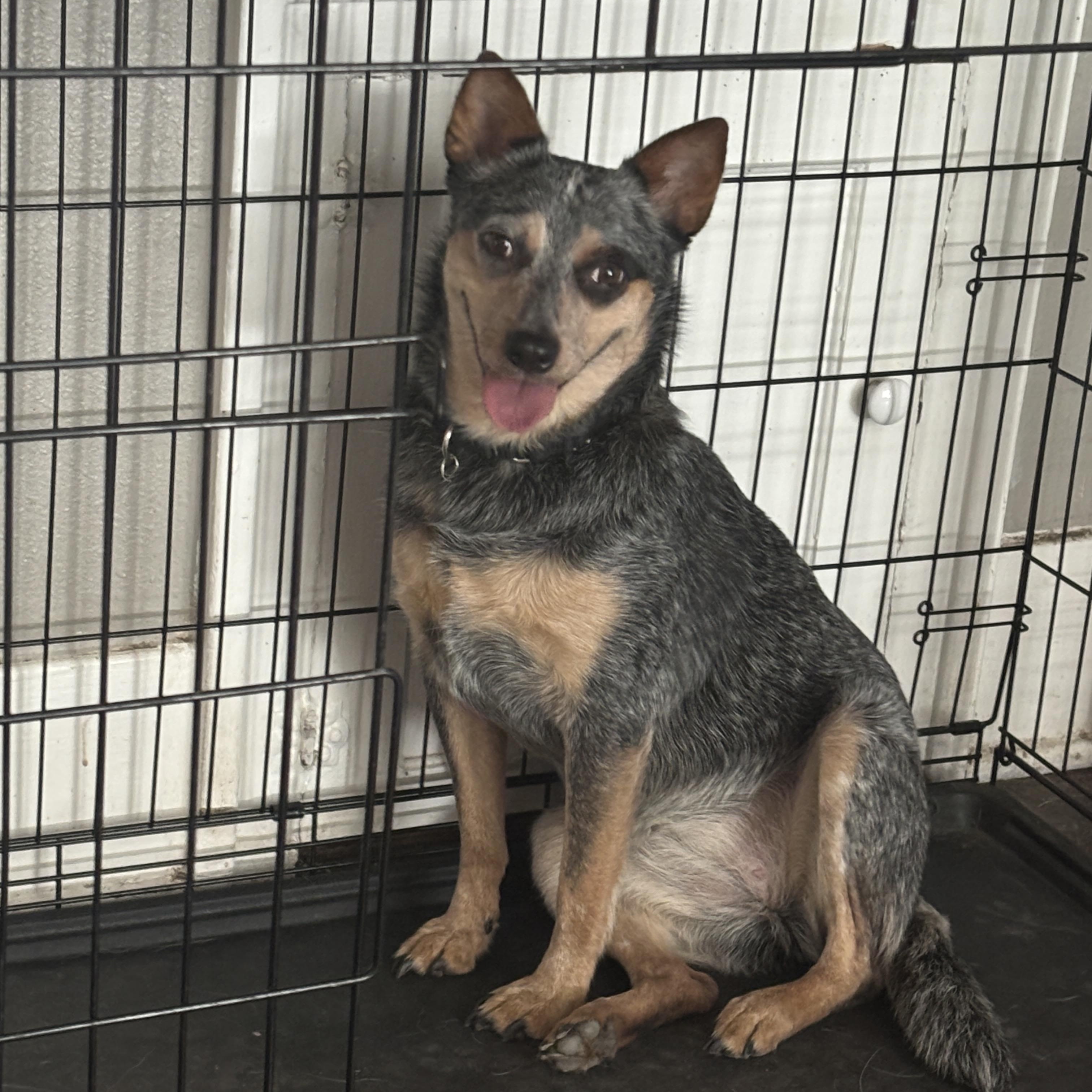 Bella, a Adopted mixed breed in Schertz, TX image 4/6