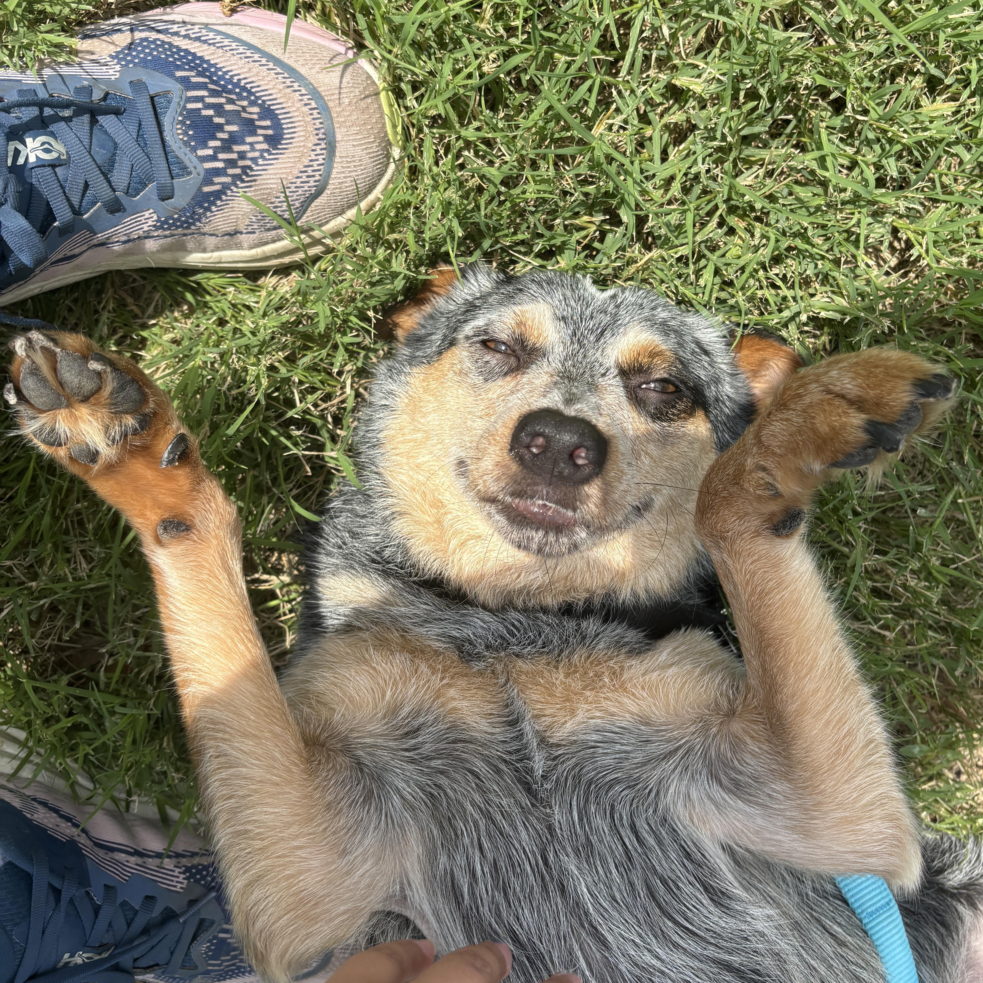 Bella, a Adopted mixed breed in Schertz, TX image 1/6