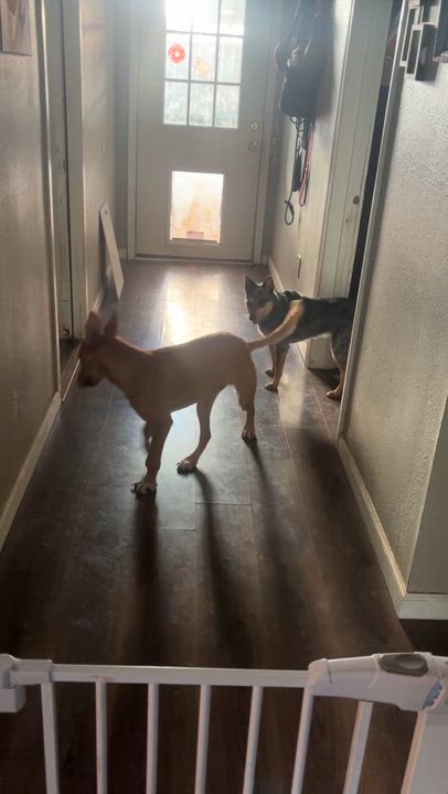 Enlarge Bella, a Adopted mixed breed in Schertz, TX video 6/6