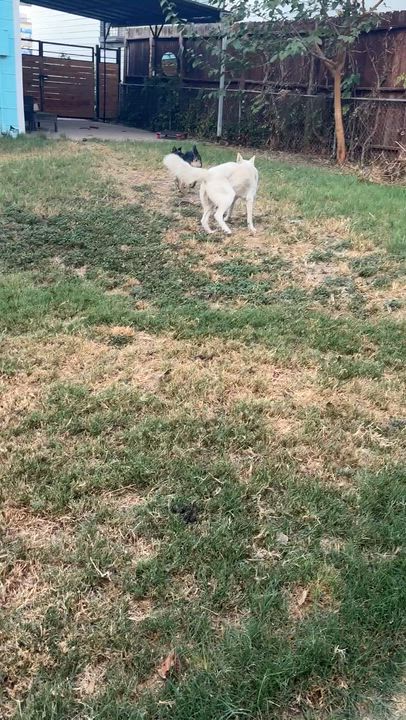 Enlarge Bella, a Adopted mixed breed in Schertz, TX video 2/6