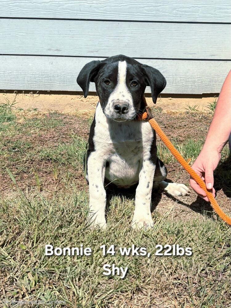 Enlarge Bonnie, a Adoptable mixed breed in Norfolk, MA image 1/1