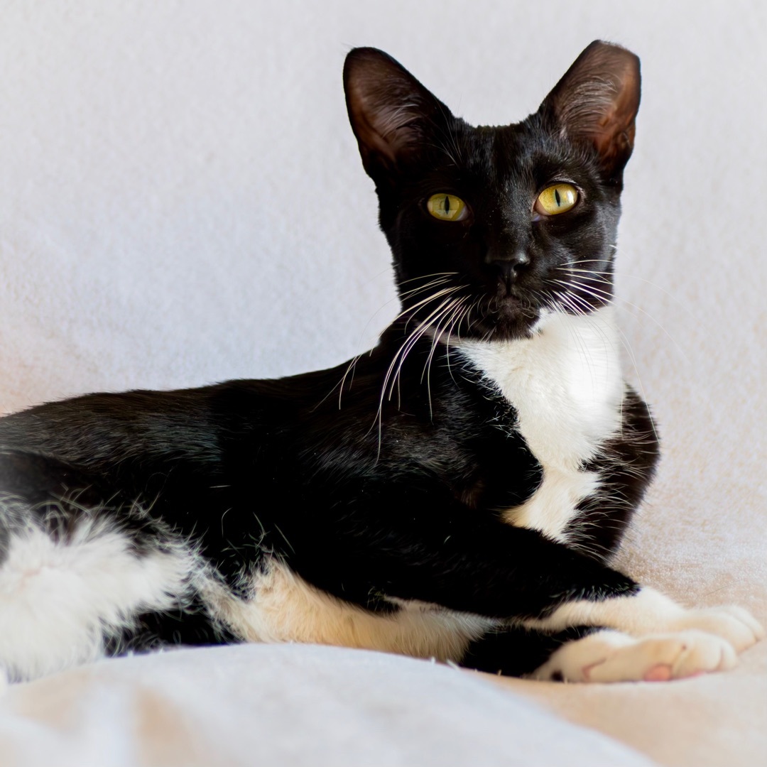 Enlarge Javier, a Adoptable mixed breed in Tulsa, OK image 1/3