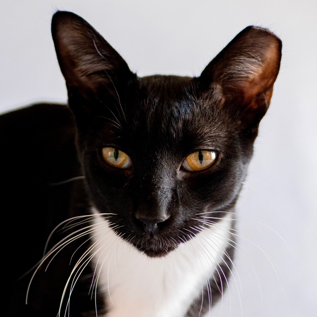 Enlarge Javier, a Adoptable mixed breed in Tulsa, OK image 2/3