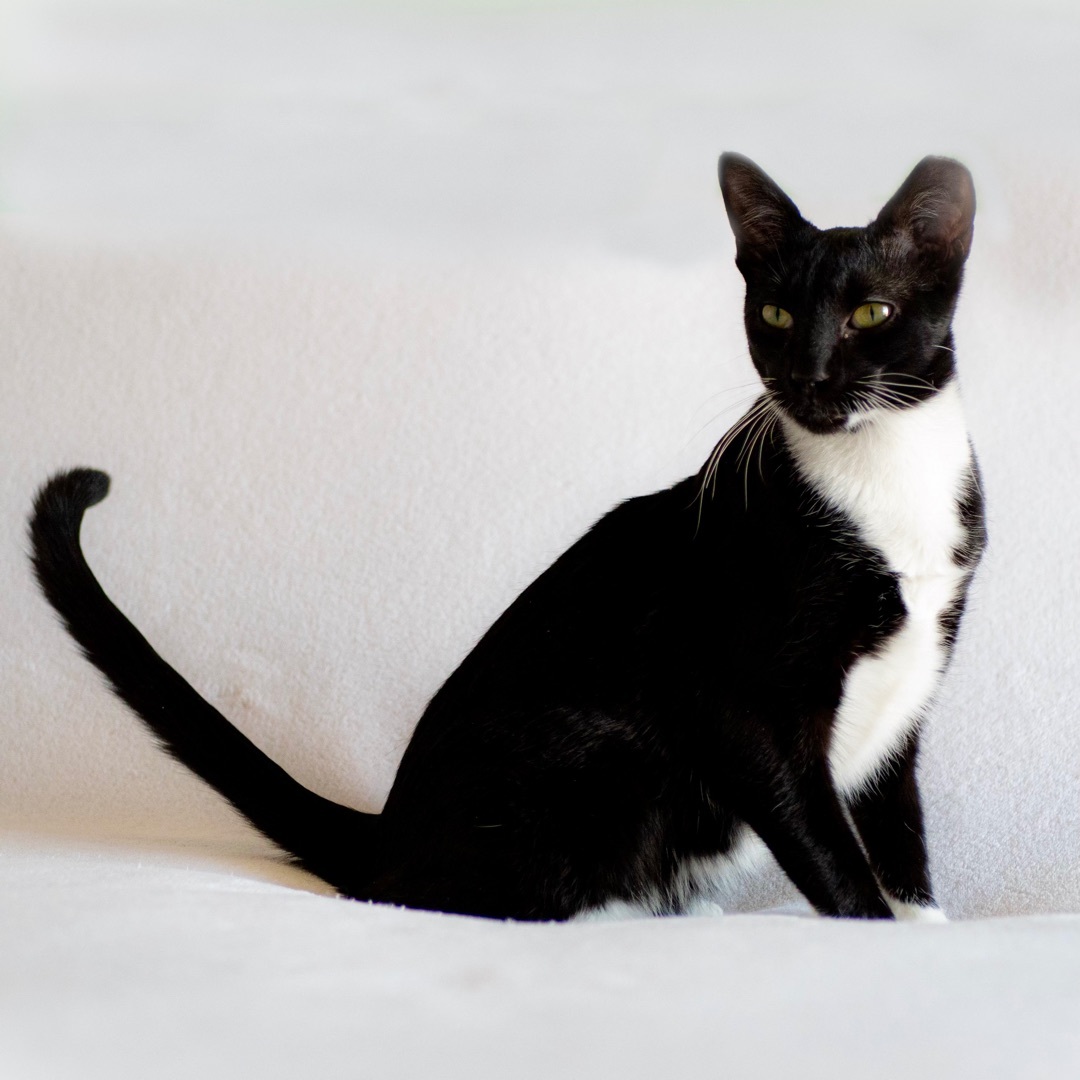 Enlarge Javier, a Adoptable mixed breed in Tulsa, OK image 3/3