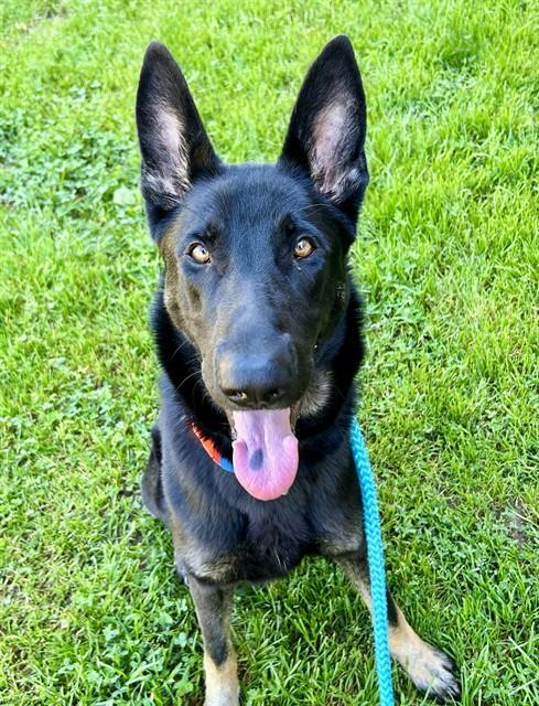 Enlarge LITTLE GIANNA, a Adoptable German Shepherd Dog in Sacramento, CA image 1/1