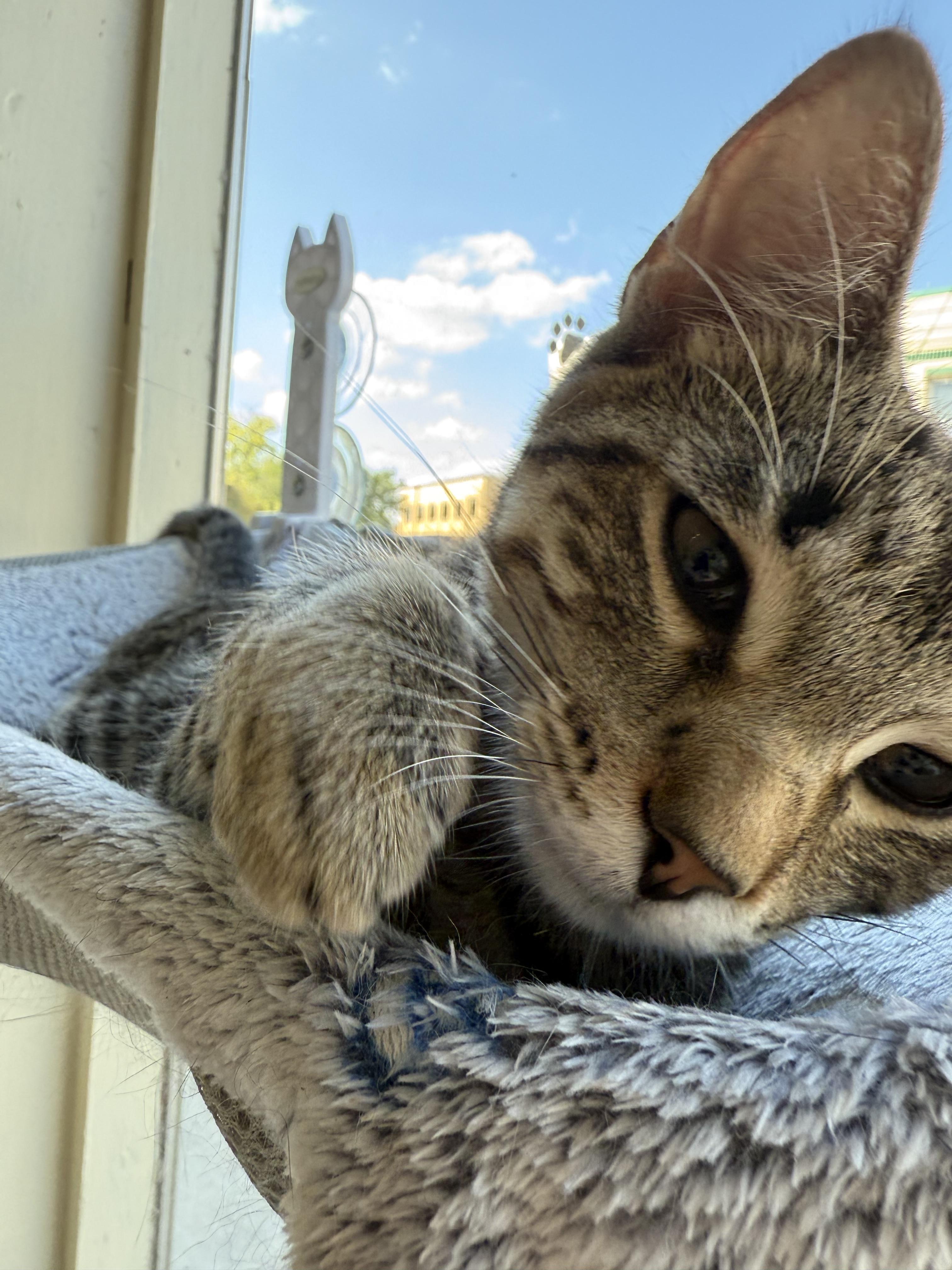 Vinny, Adoptable, Young Male Domestic Short Hair.