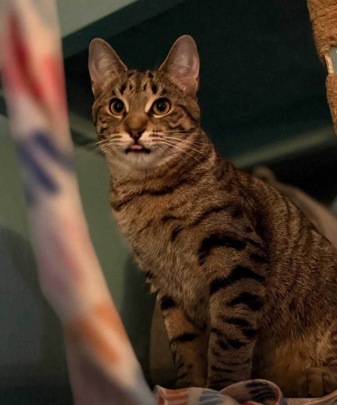 Enlarge Vinny, a Adoptable Domestic Short Hair in Whitewater, WI image 3/5