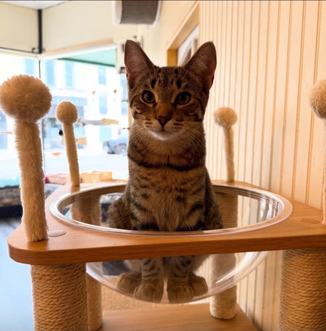 Enlarge Vinny, a Adoptable Domestic Short Hair in Whitewater, WI image 2/5