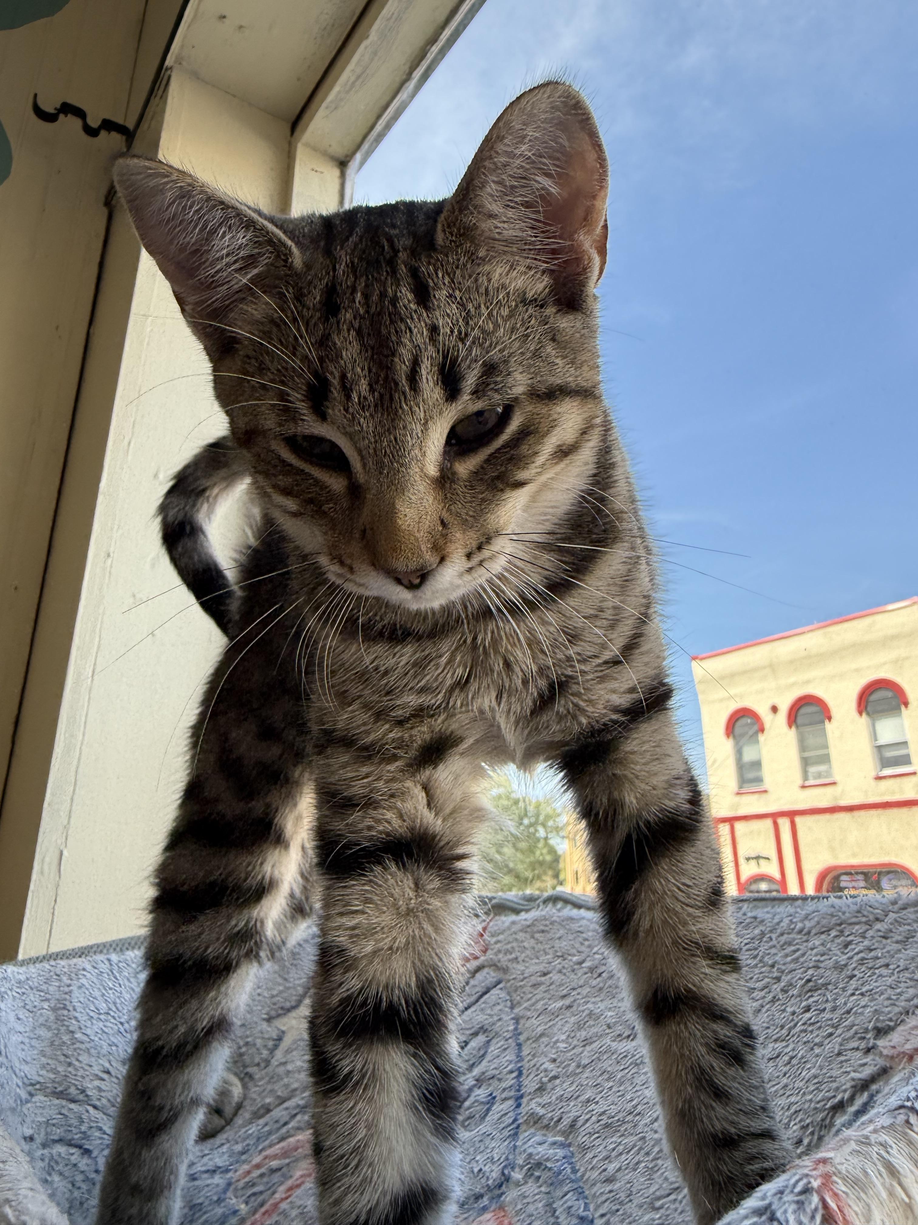 Enlarge Vinny, a Adoptable mixed breed in Whitewater, WI image 3/5