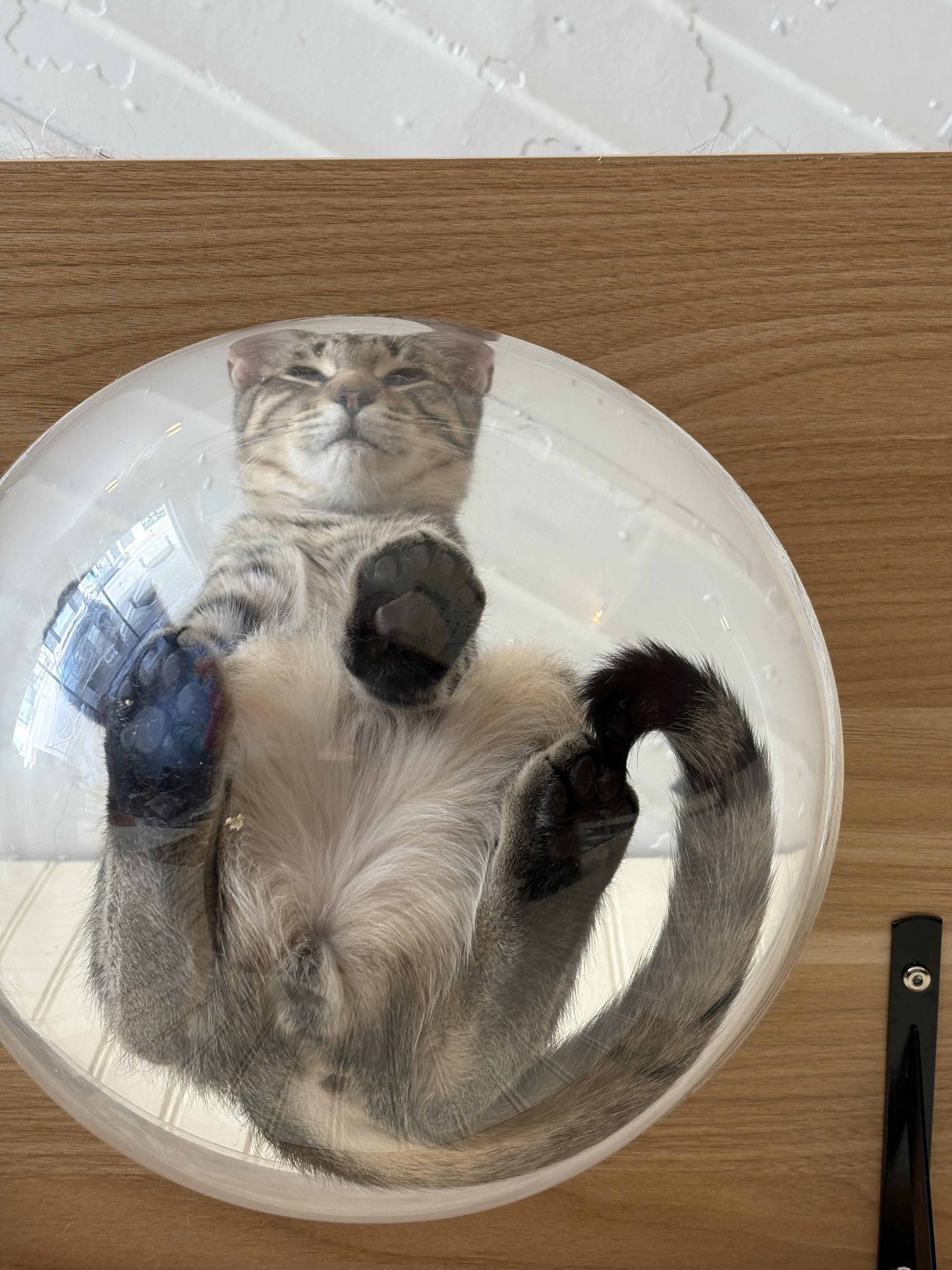 Enlarge Vinny, a Adoptable mixed breed in Whitewater, WI image 4/5