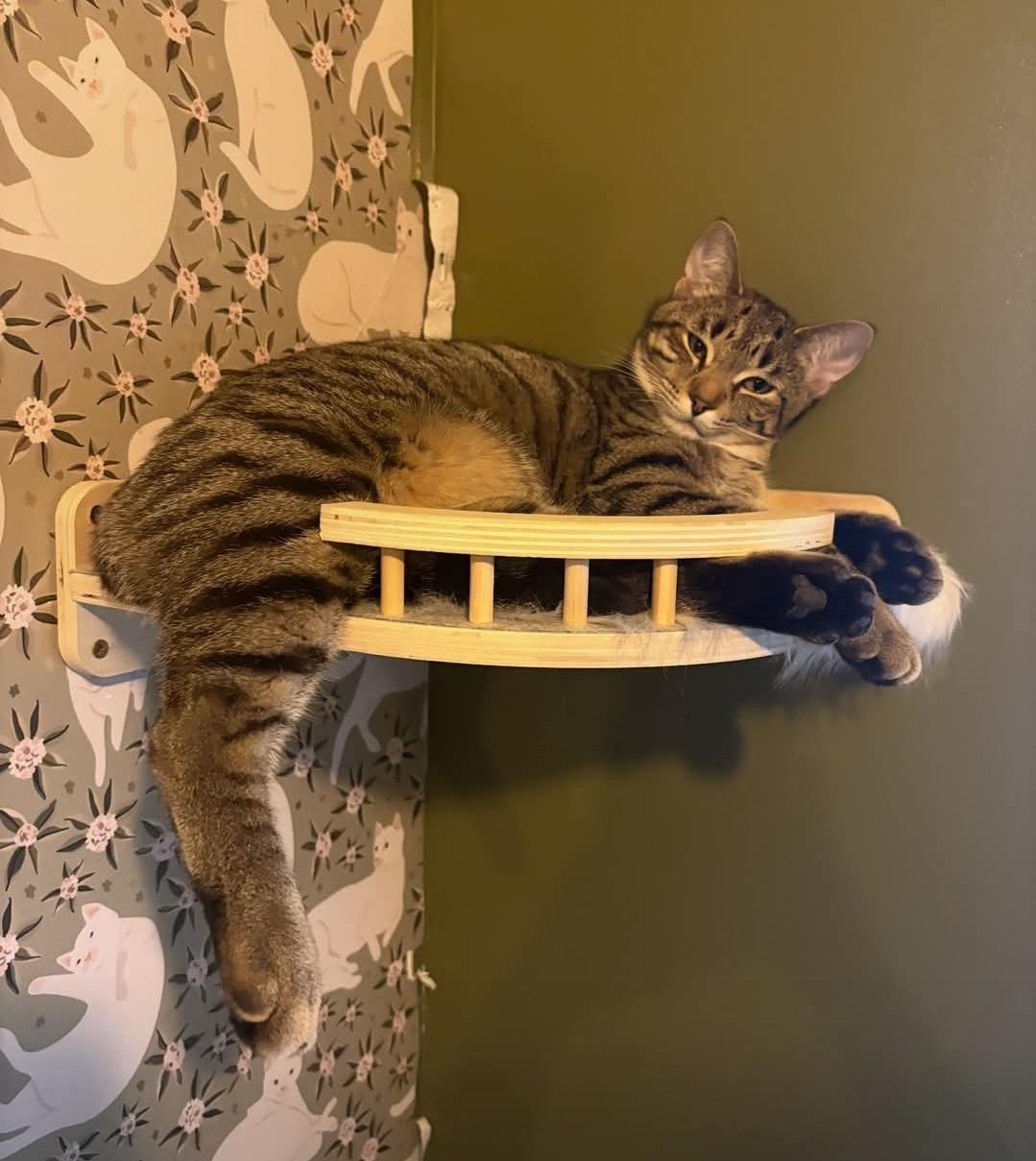 Enlarge Vinny, a Adoptable Domestic Short Hair in Whitewater, WI image 5/5