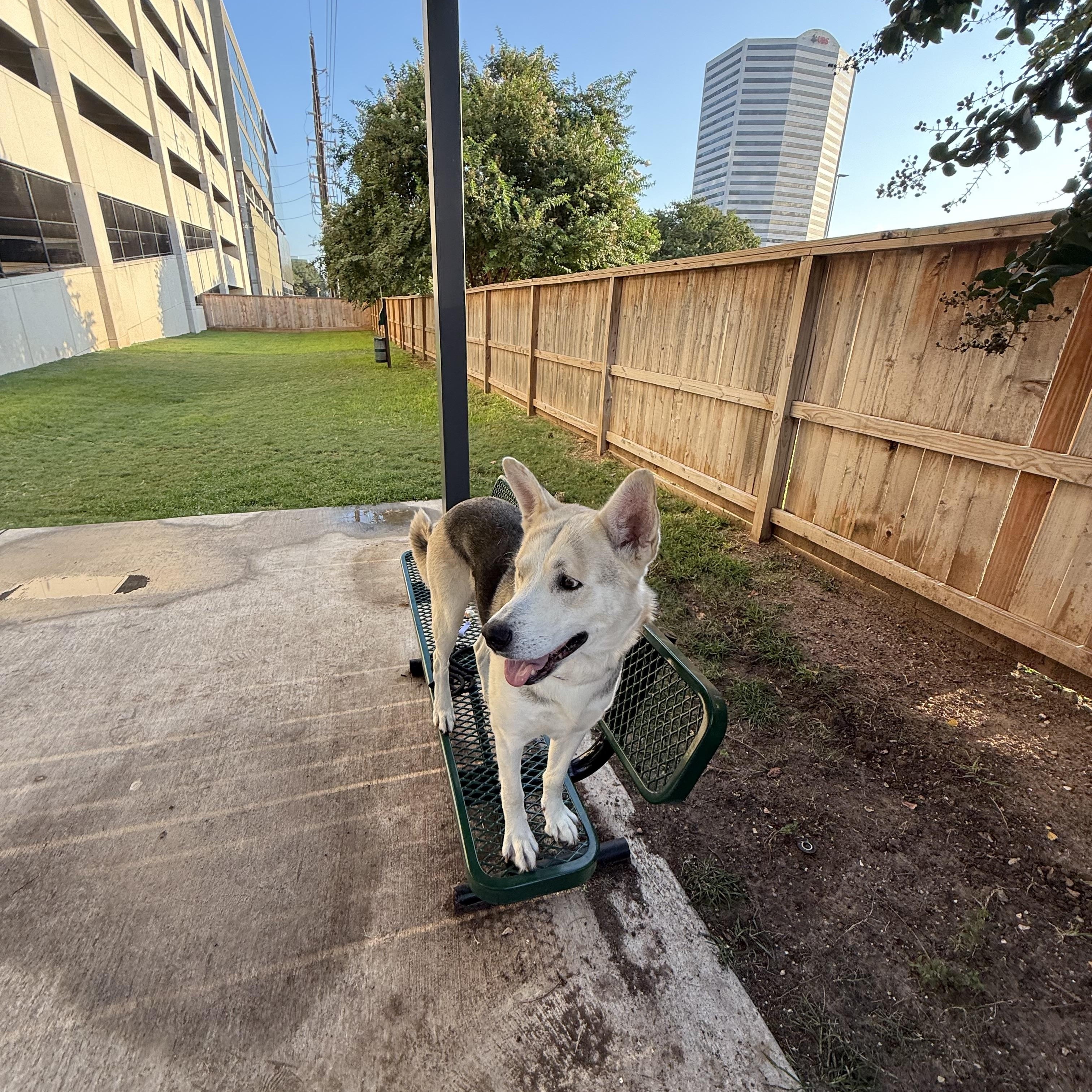 Enlarge Rosko, an adopted mixed breed in Washington, DC image 6/6