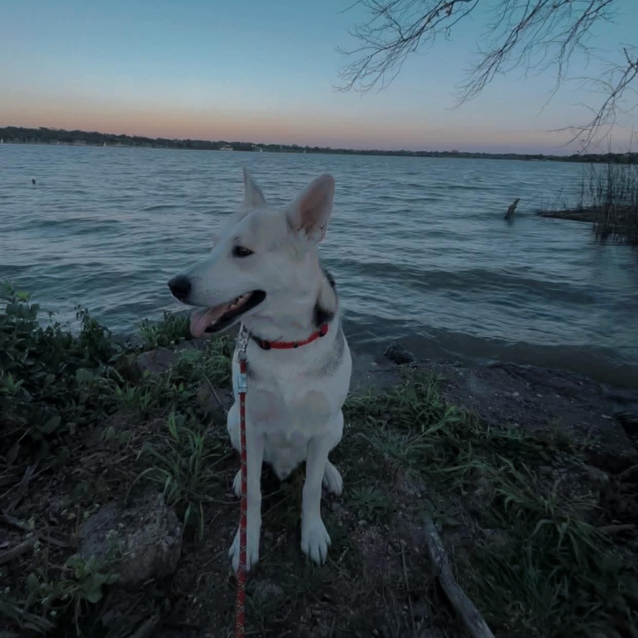 Enlarge Rosko, an adopted mixed breed in Washington, DC image 5/6