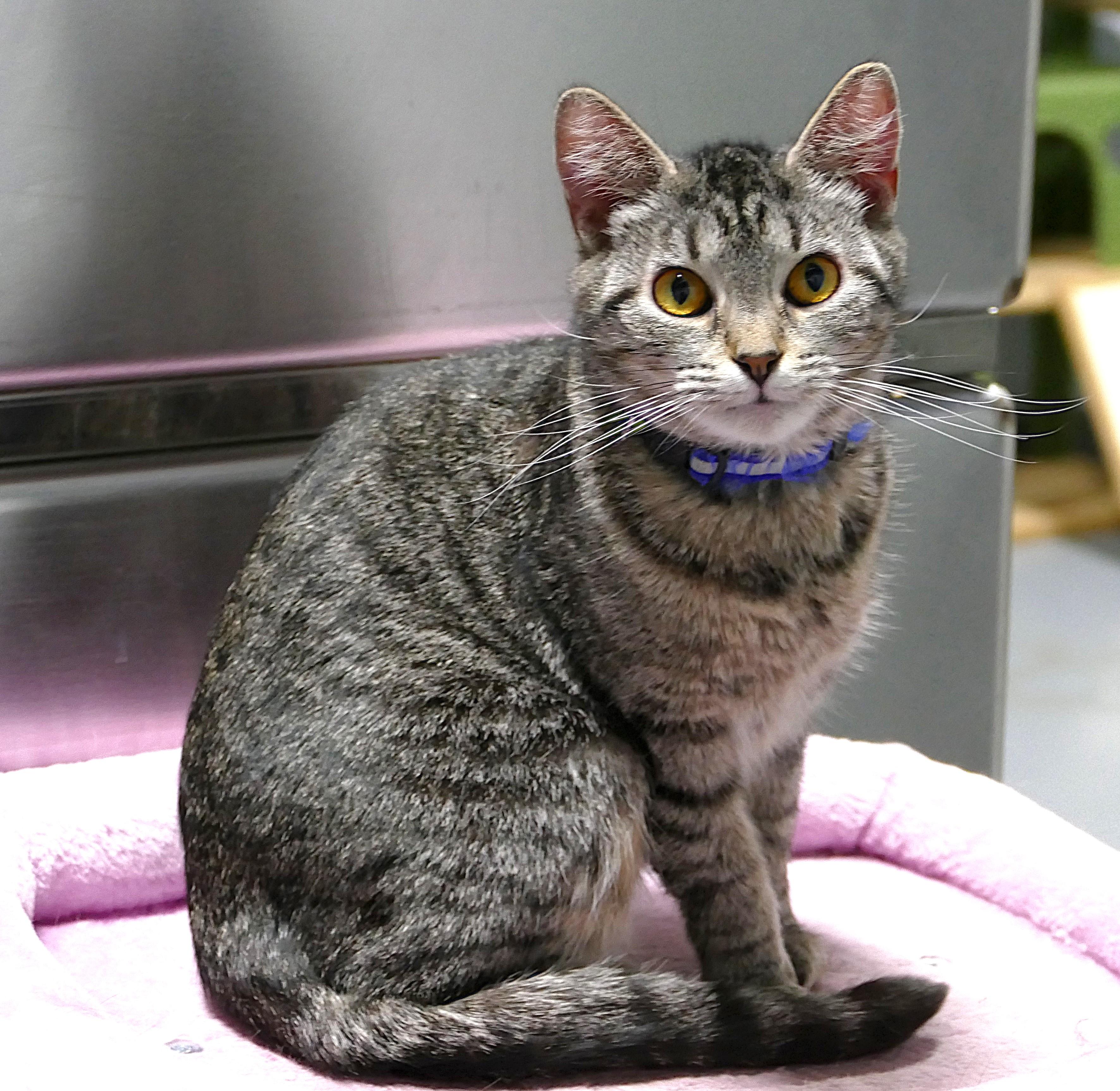 LYDIA, ADOPTABLE, Adult Female Domestic Short Hair.