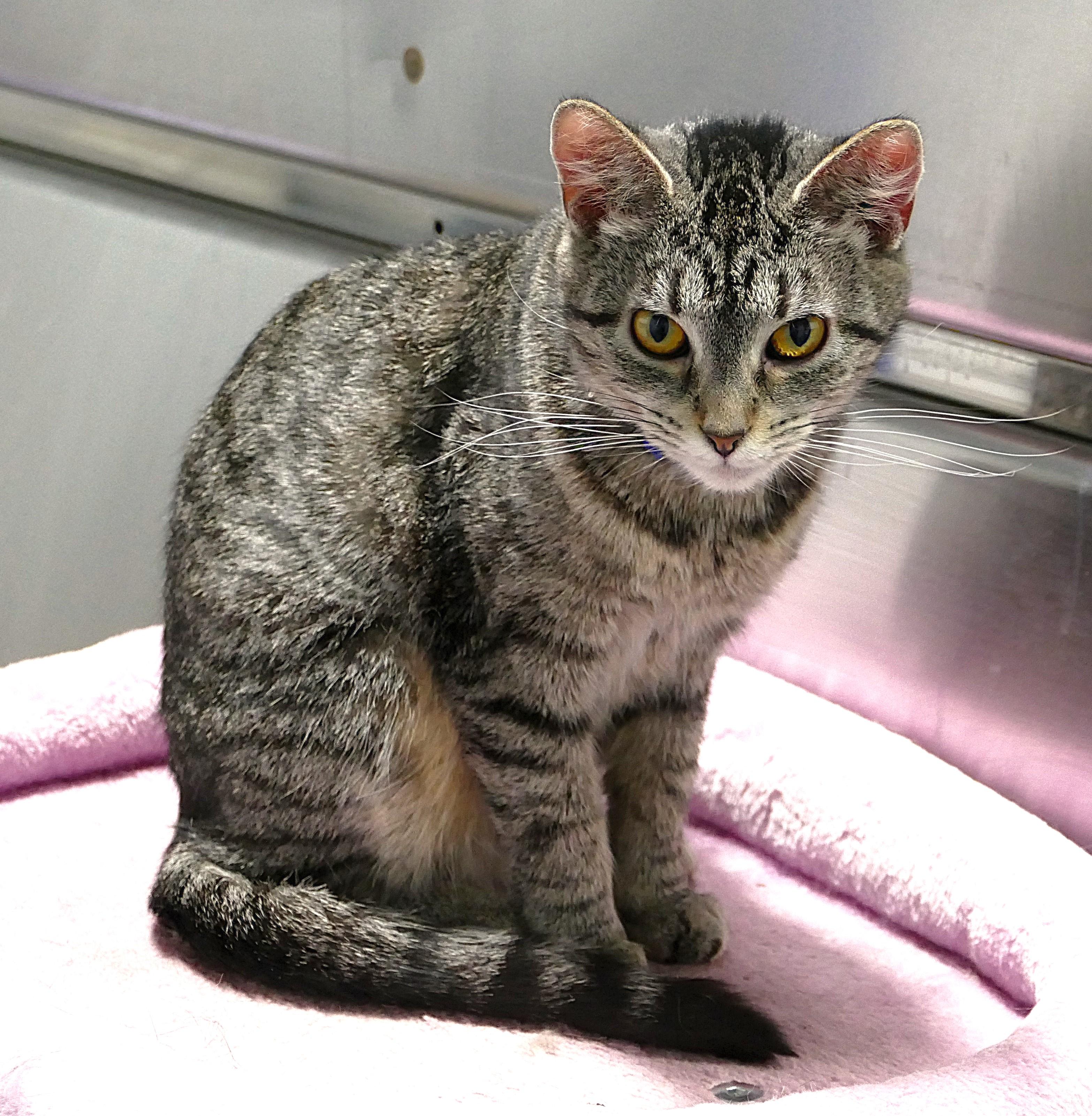 Enlarge LYDIA, a ADOPTABLE mixed breed in Beechbottom, WV image 2/3