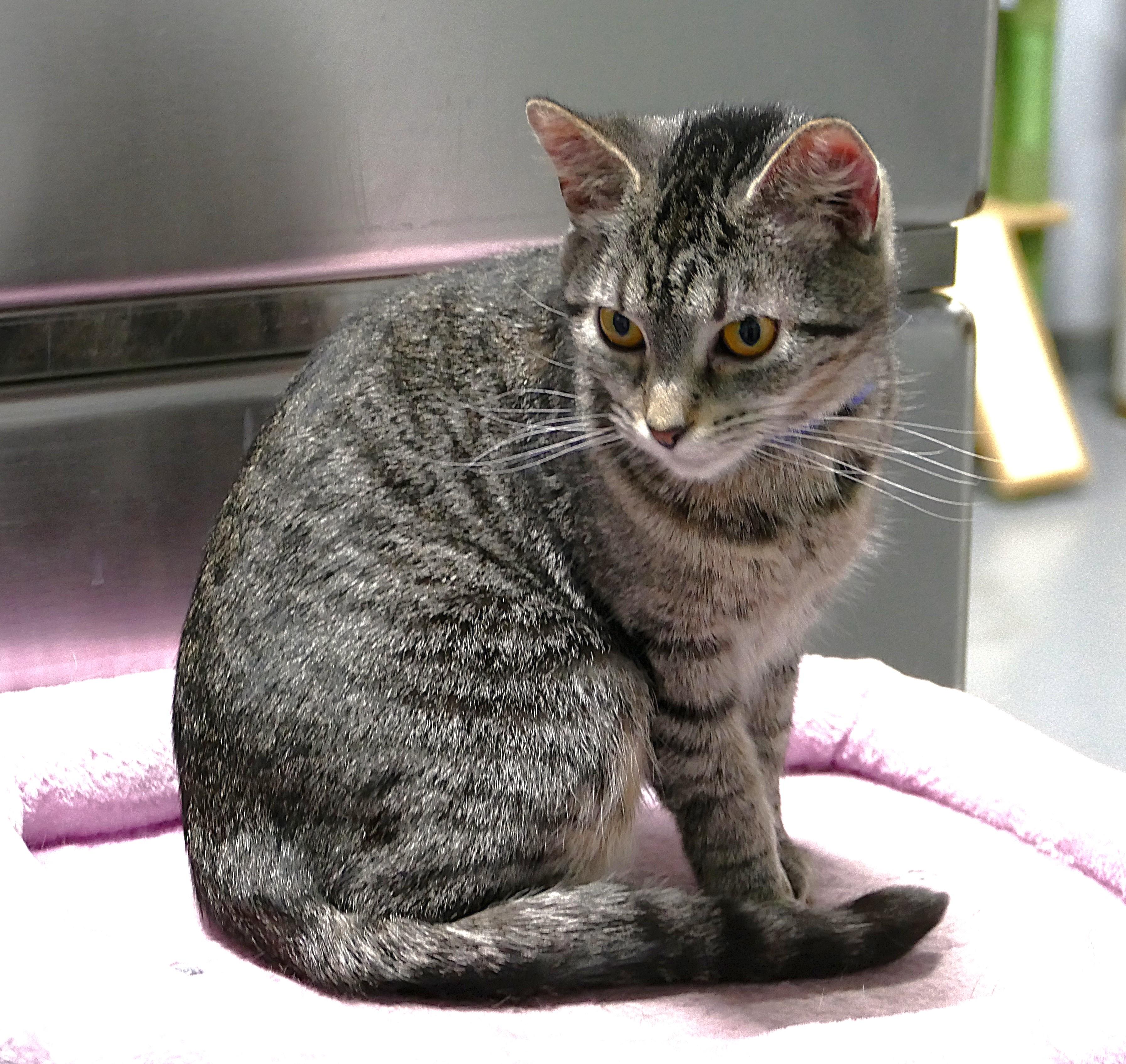 Enlarge LYDIA, a ADOPTABLE mixed breed in Beechbottom, WV image 3/3