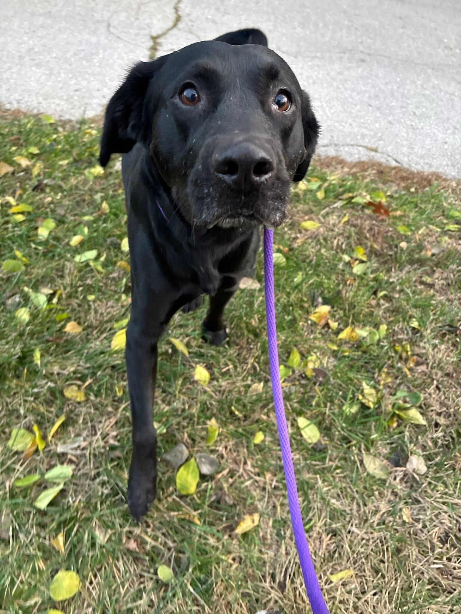 Fran, ADOPTABLE, Young Male Black Labrador Retriever.