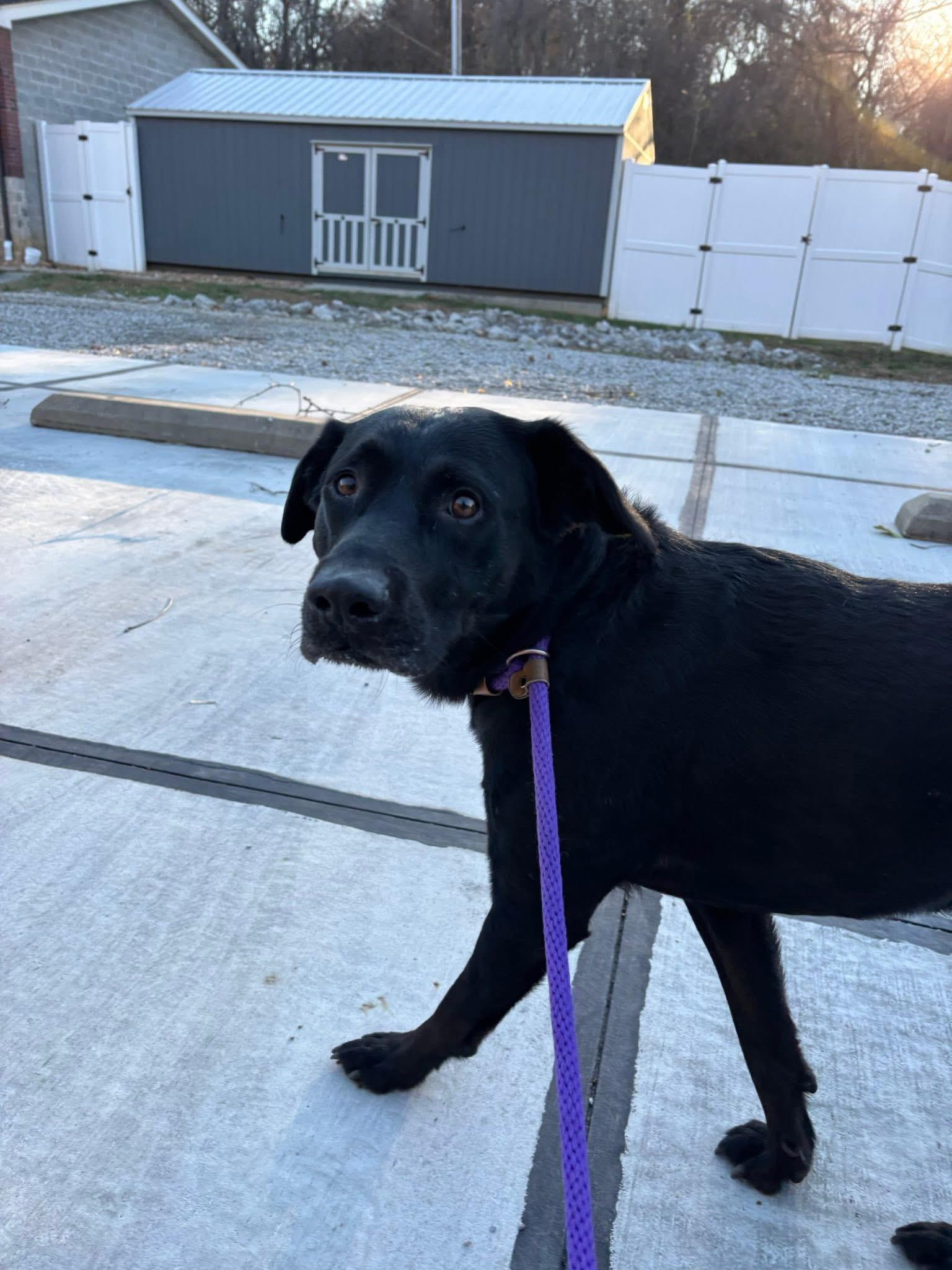 Enlarge Fran, a ADOPTABLE Black Labrador Retriever in Saint Charles, MO image 2/2