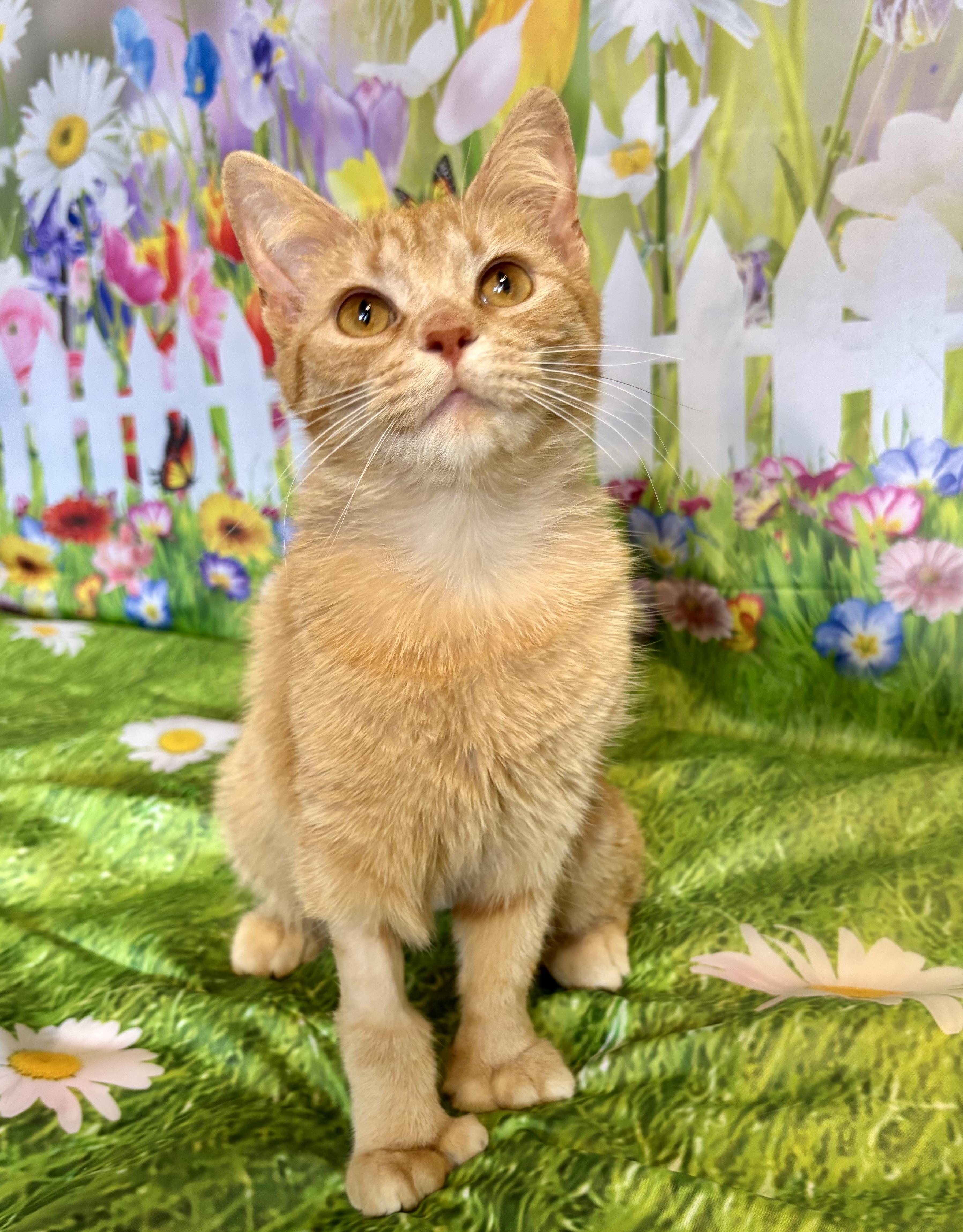 Enlarge Fawna, an adopted Domestic Short Hair in Orient, OH image 1/3