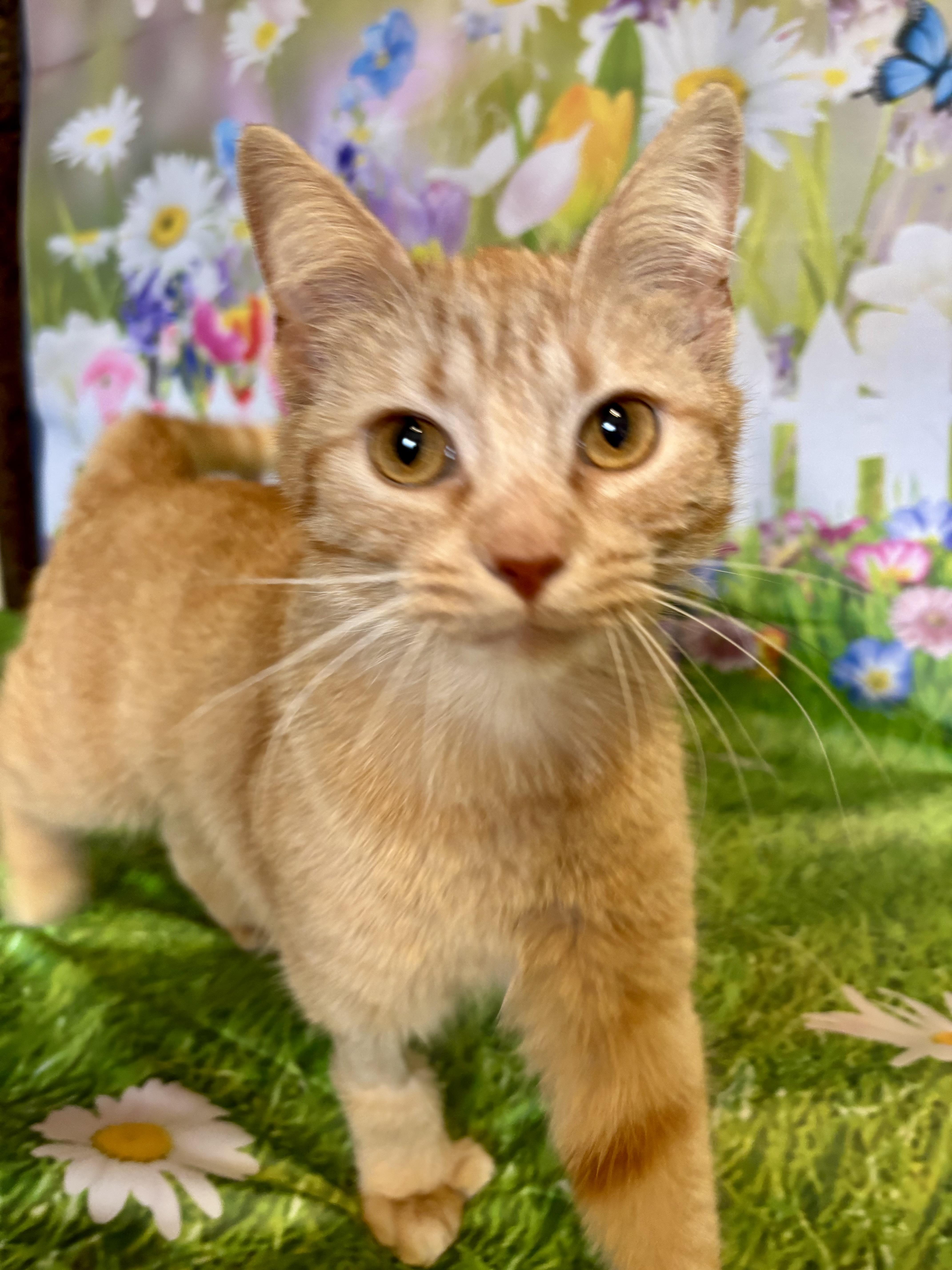 Enlarge Fawna, an adopted Domestic Short Hair in Orient, OH image 2/3