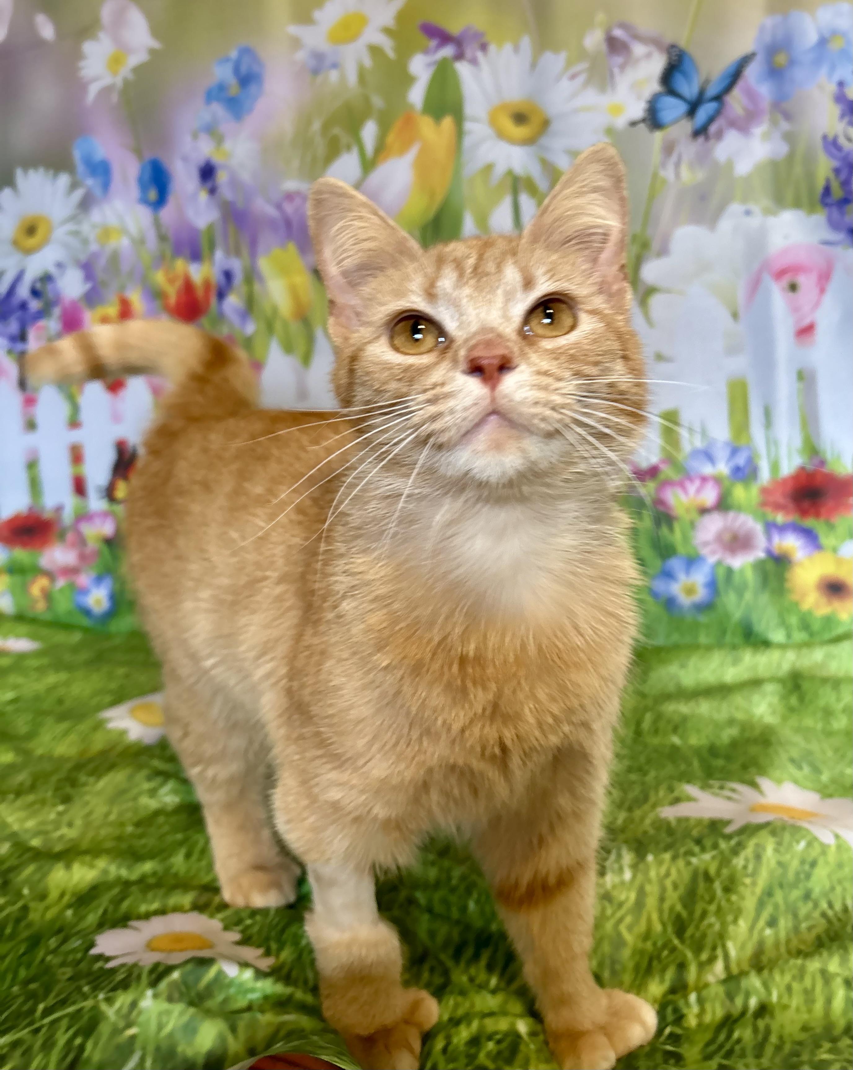 Enlarge Fawna, an adopted Domestic Short Hair in Orient, OH image 3/3