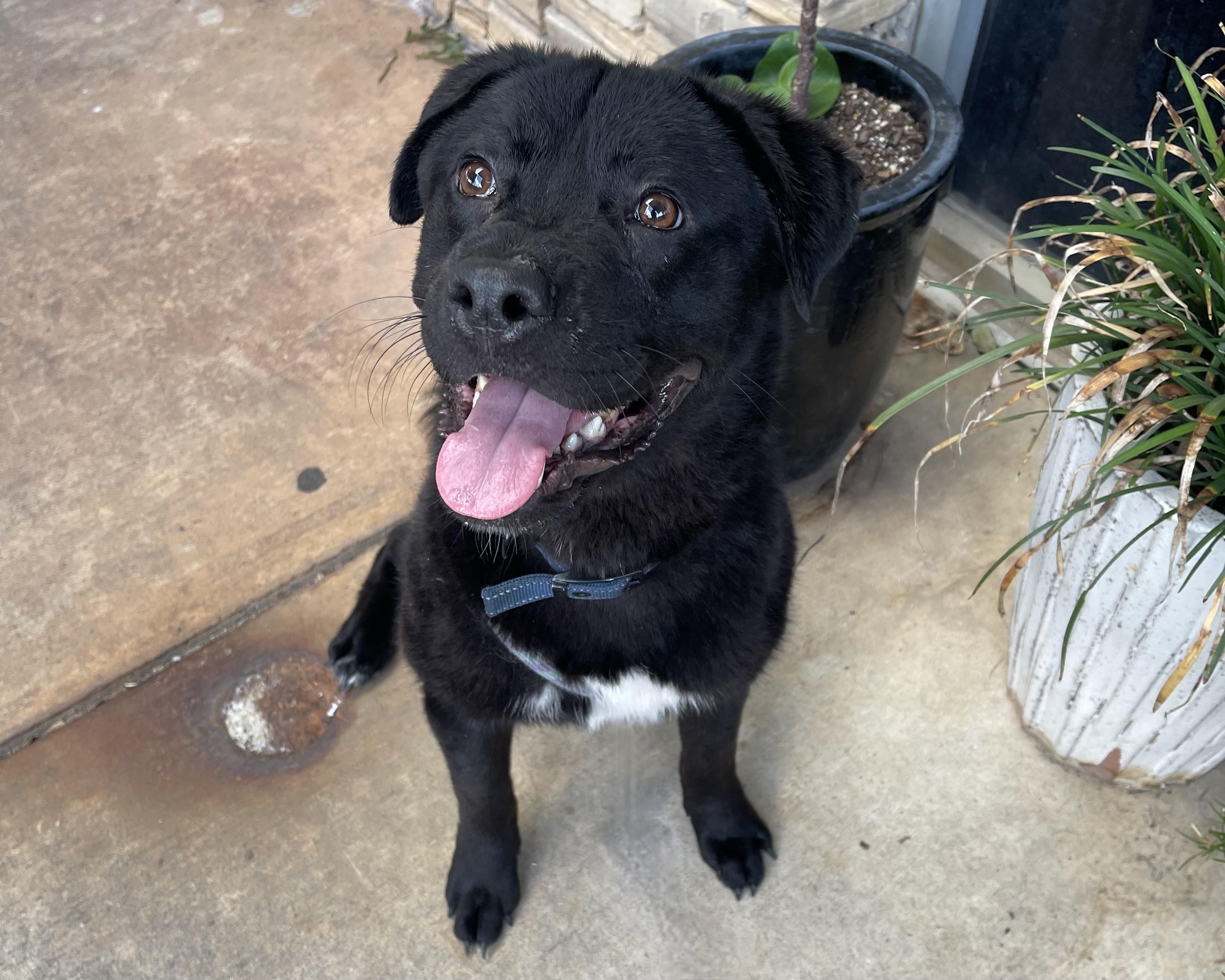 Fish, a ADOPTABLE Labrador Retriever in San Antonio, TX image 4/5