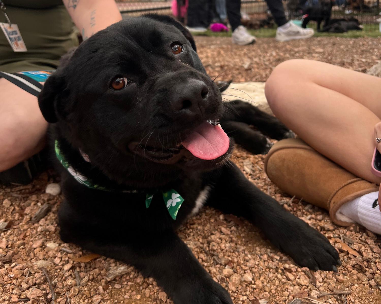 Enlarge Fish, a ADOPTABLE Labrador Retriever in San Antonio, TX image 1/6