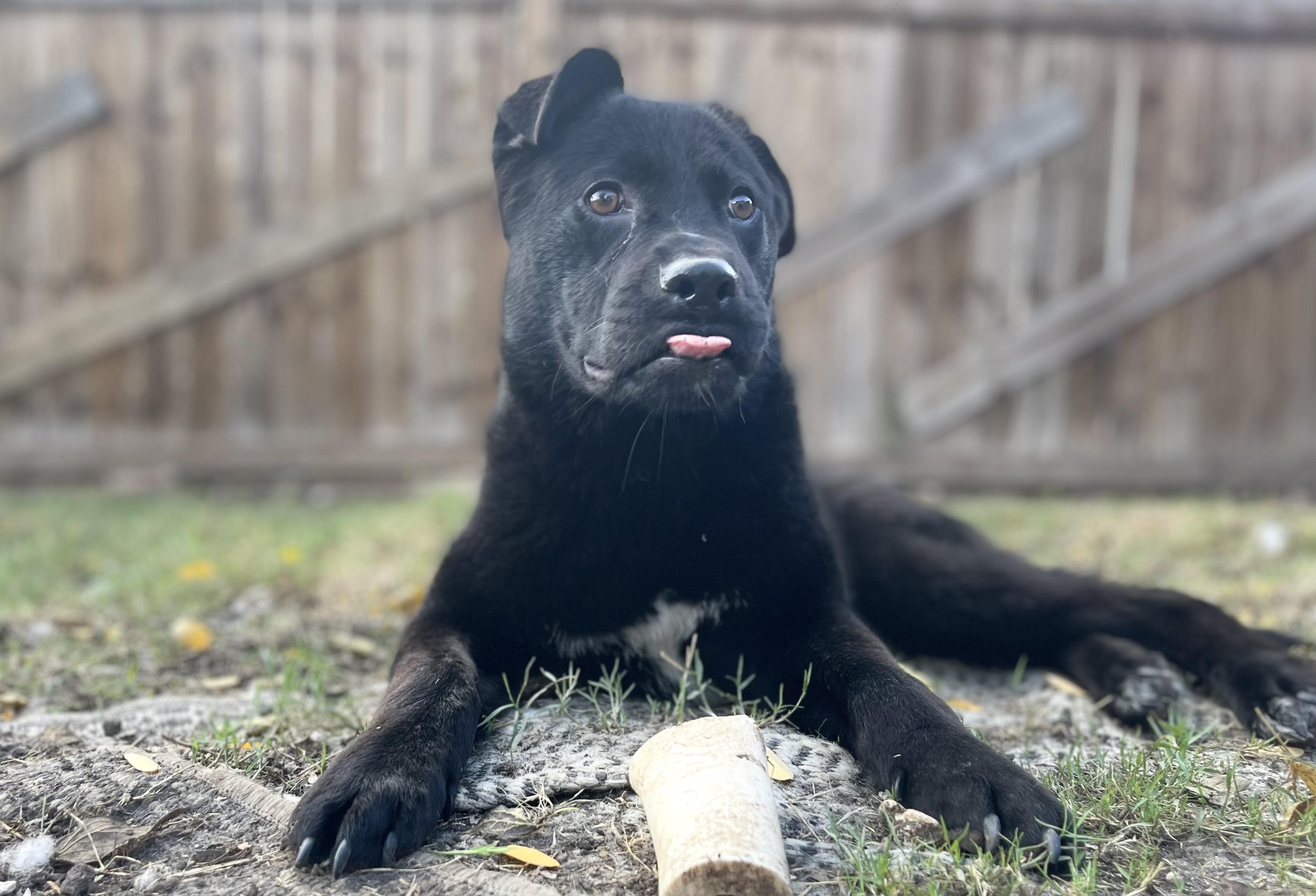 Fish, a ADOPTABLE Labrador Retriever in San Antonio, TX image 5/5