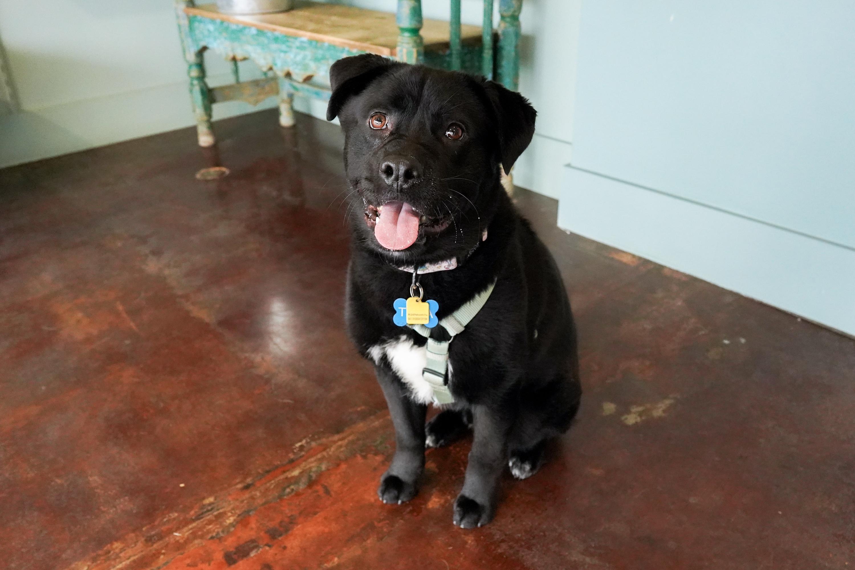 Fish, a ADOPTABLE Labrador Retriever in San Antonio, TX image 2/5