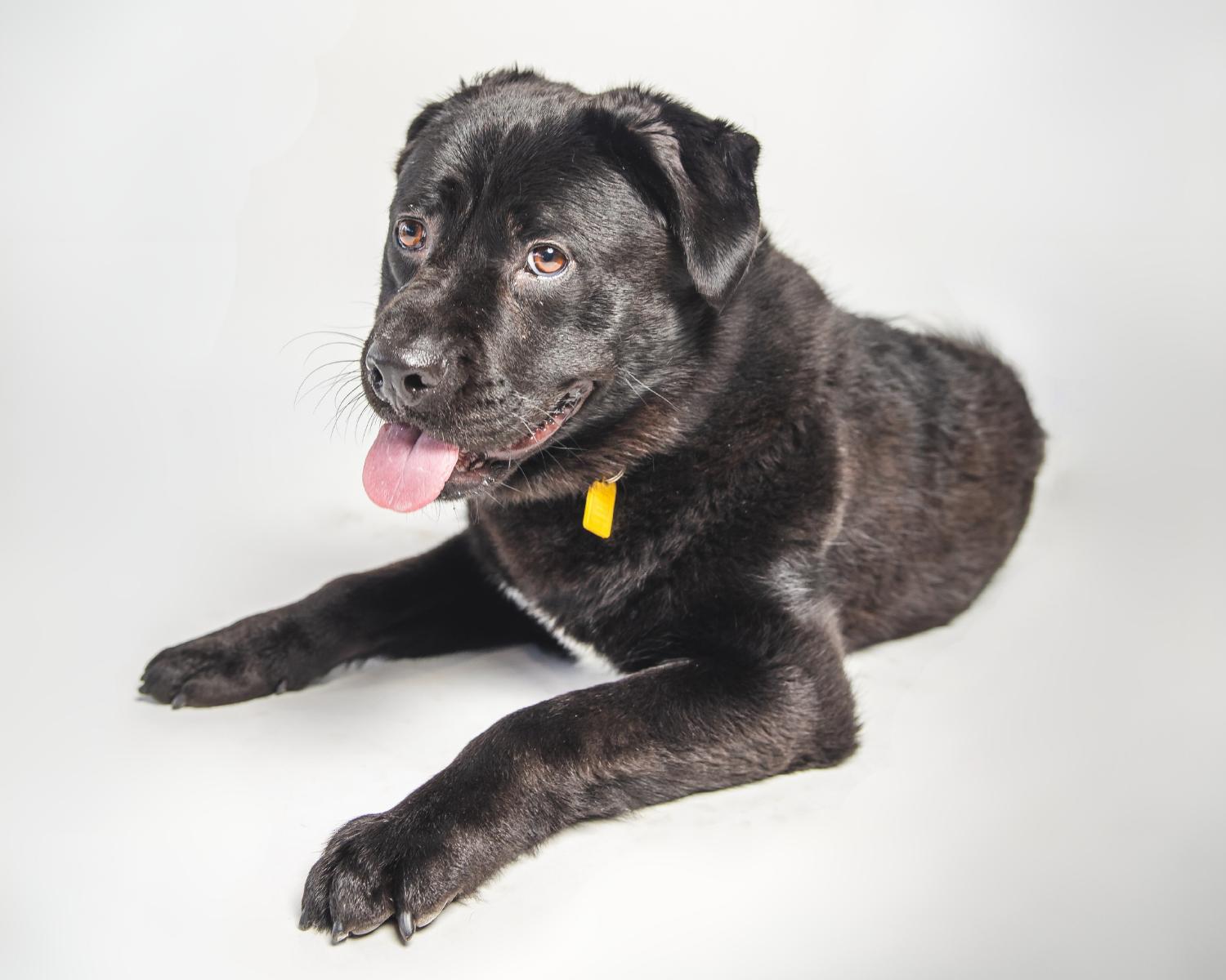 Enlarge Fish, a ADOPTABLE Labrador Retriever in San Antonio, TX image 3/6