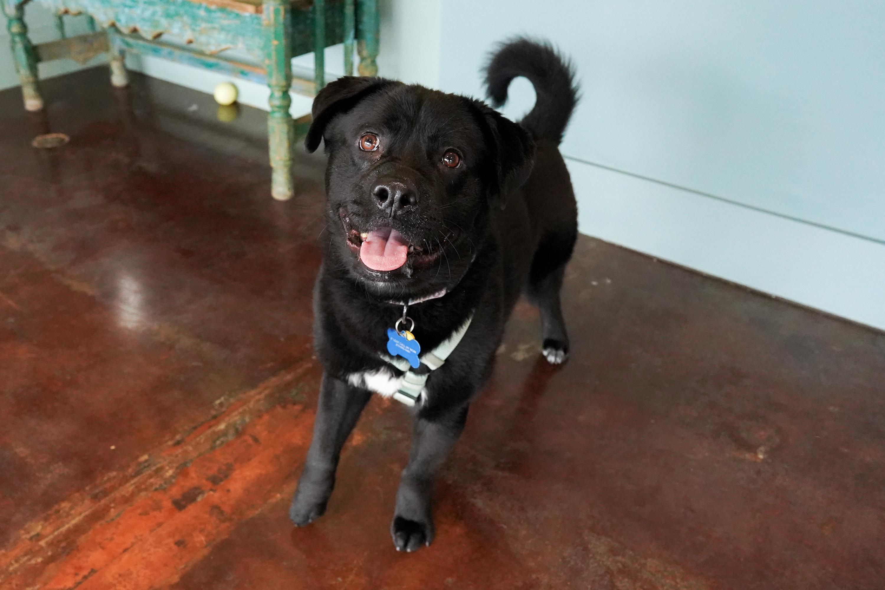 Fish, ADOPTABLE, Adult Male Labrador Retriever.