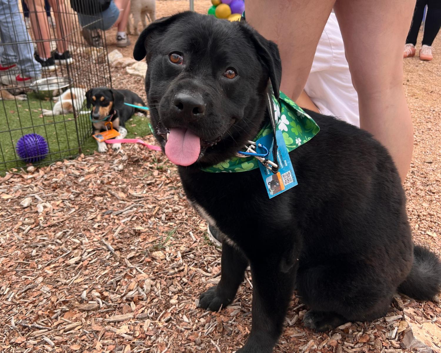Enlarge Fish, a ADOPTABLE Labrador Retriever in San Antonio, TX image 2/6