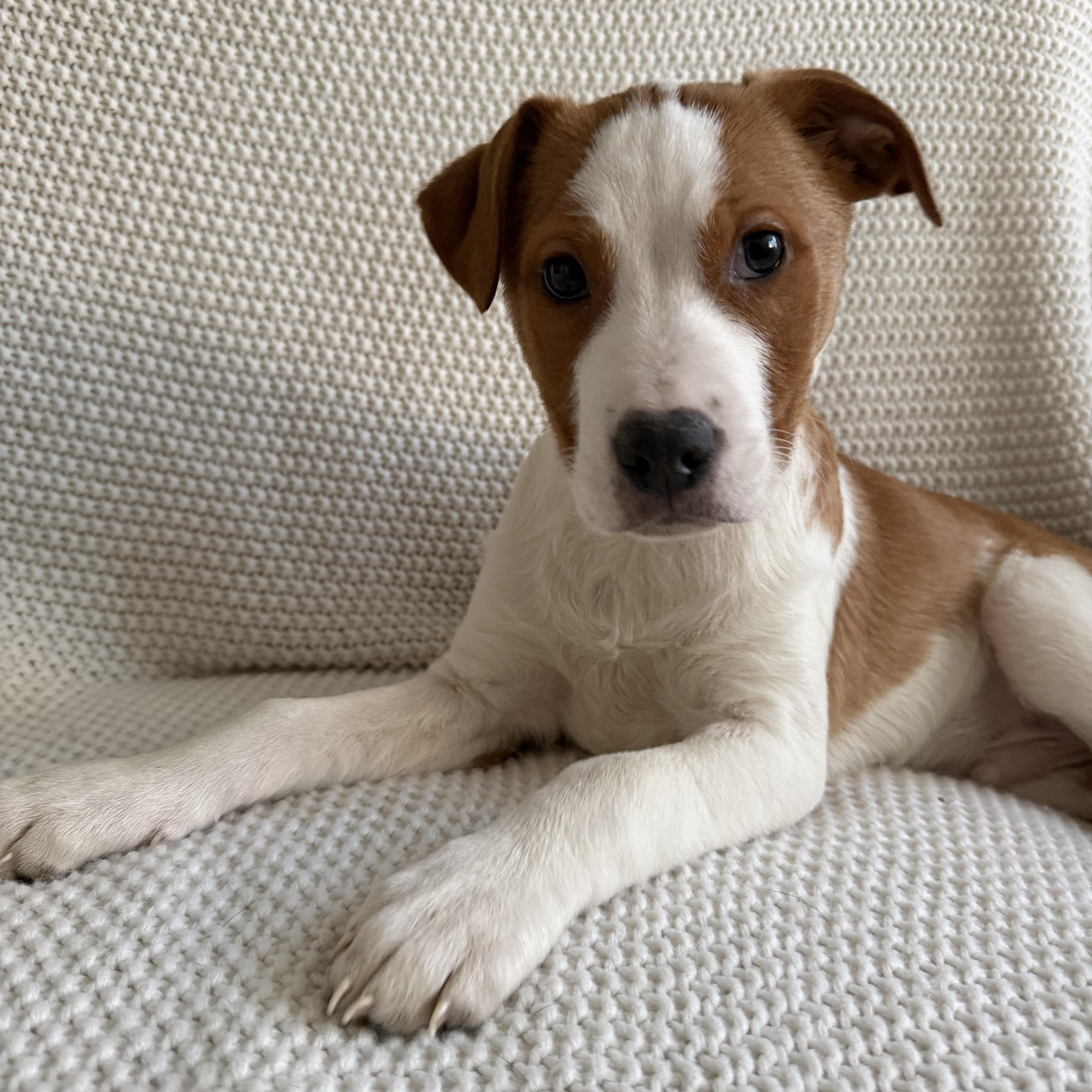 Enlarge Pablo, a ADOPTABLE mixed breed in Wrightstown, NJ image 5/6