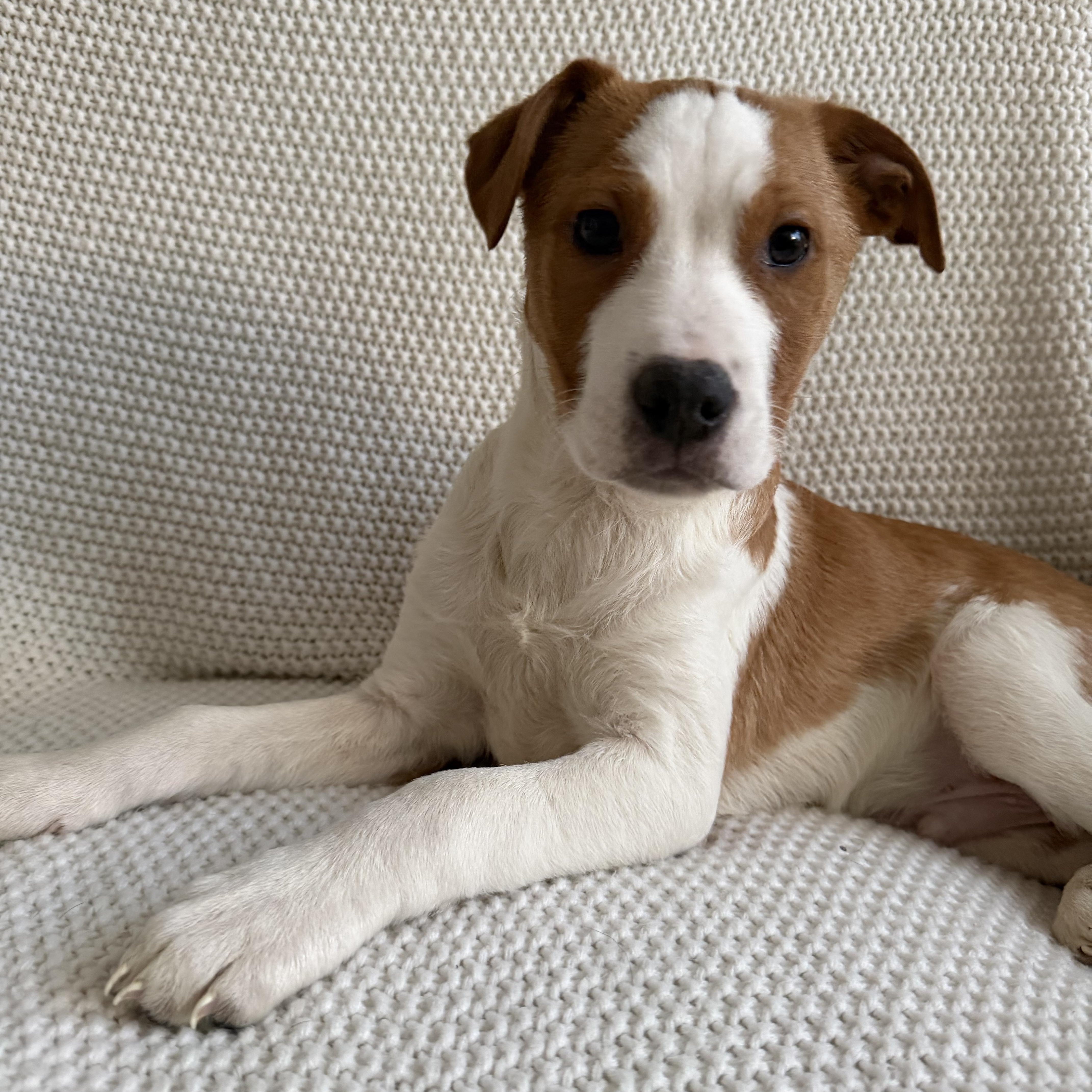 Enlarge Pablo, a ADOPTABLE mixed breed in Wrightstown, NJ image 1/6