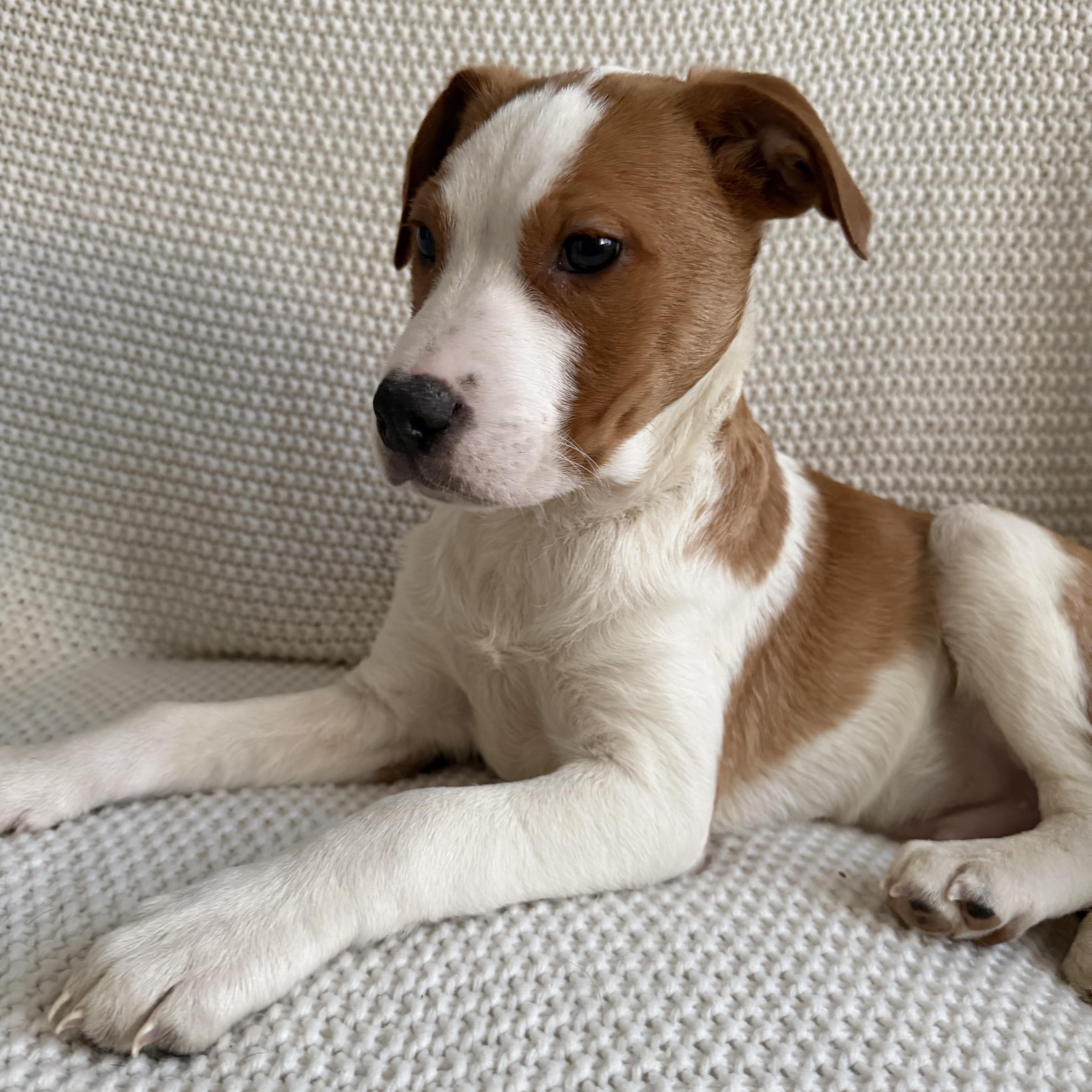 Enlarge Pablo, a ADOPTABLE mixed breed in Wrightstown, NJ image 3/6